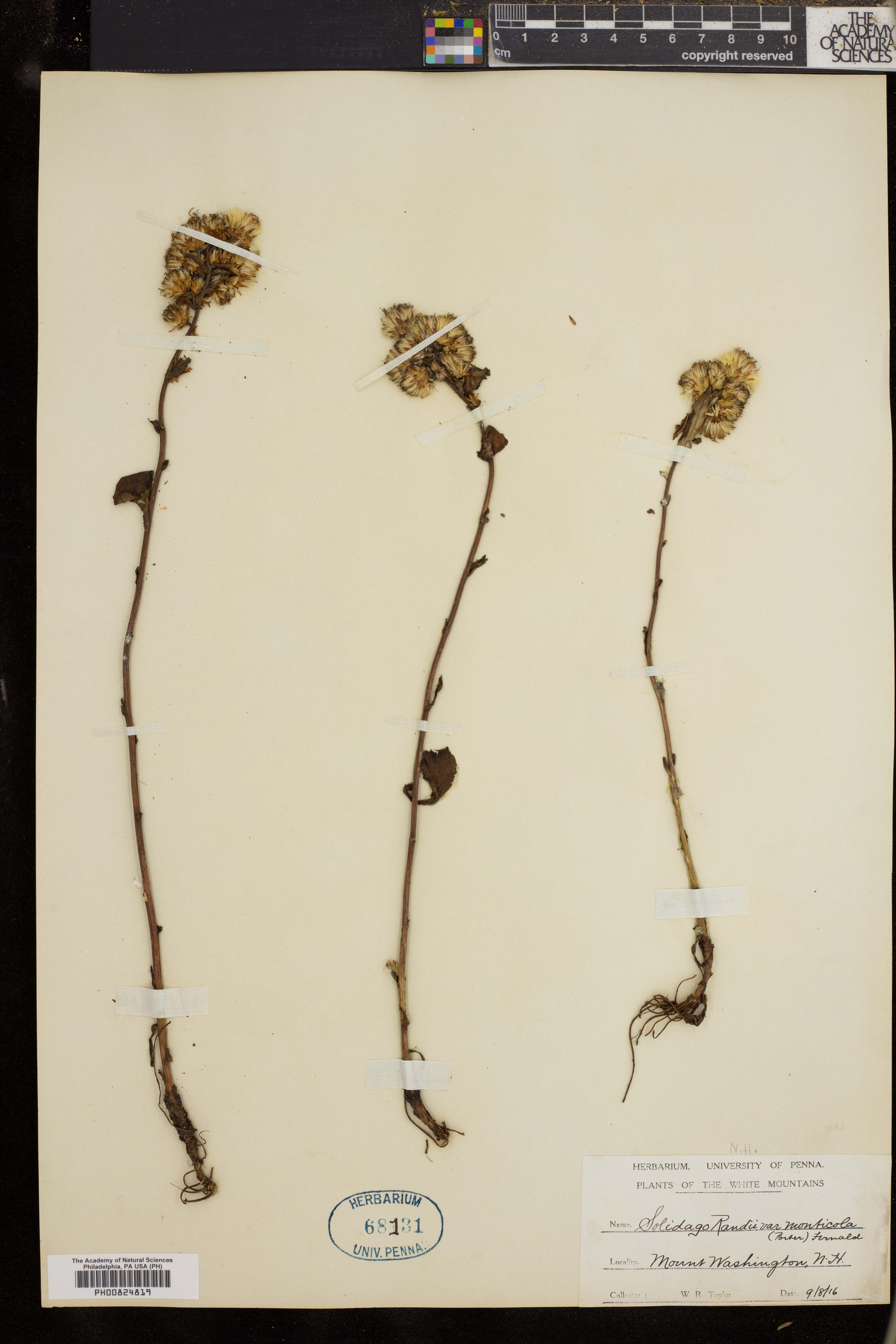 Solidago randii image