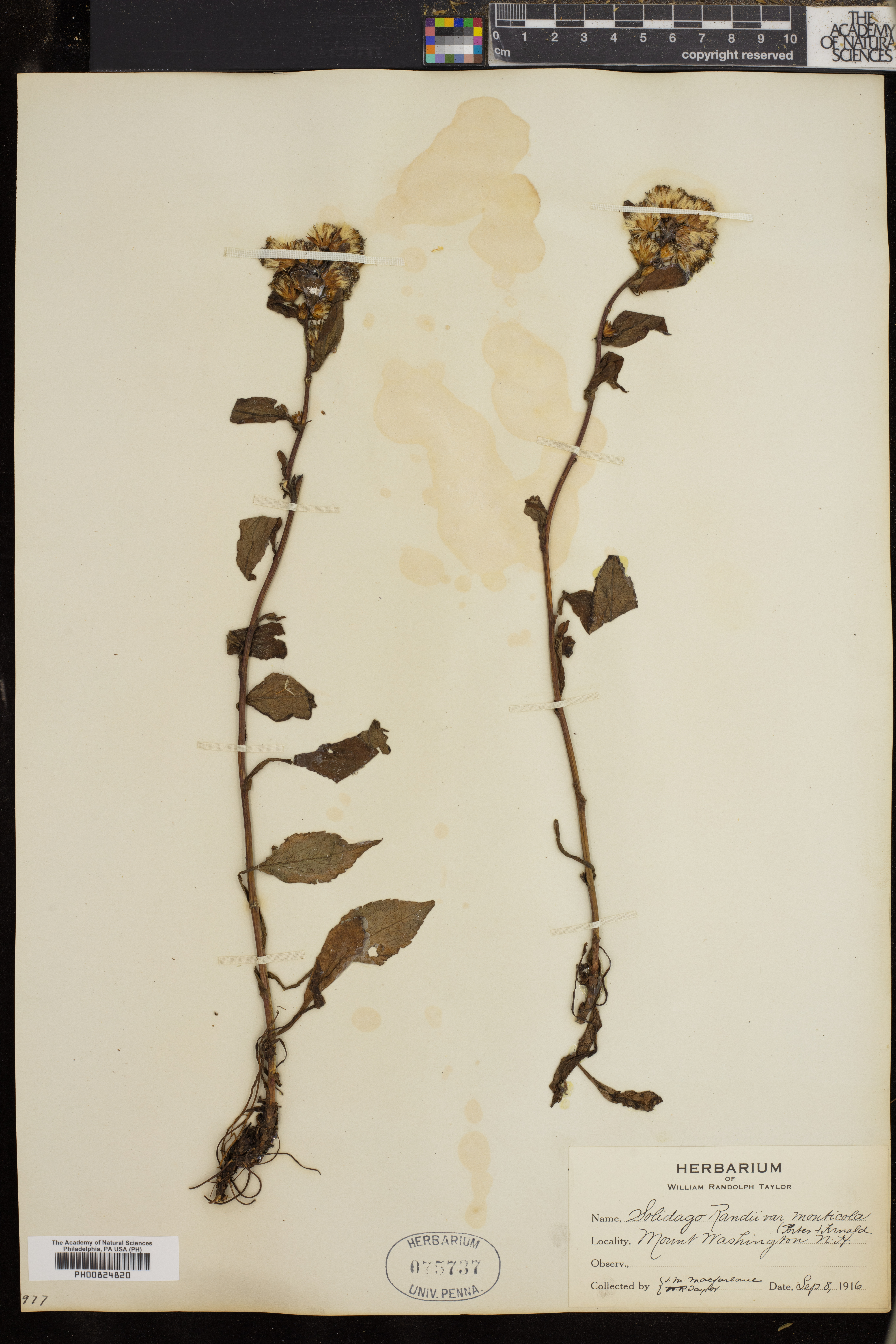 Solidago randii var. monticola image