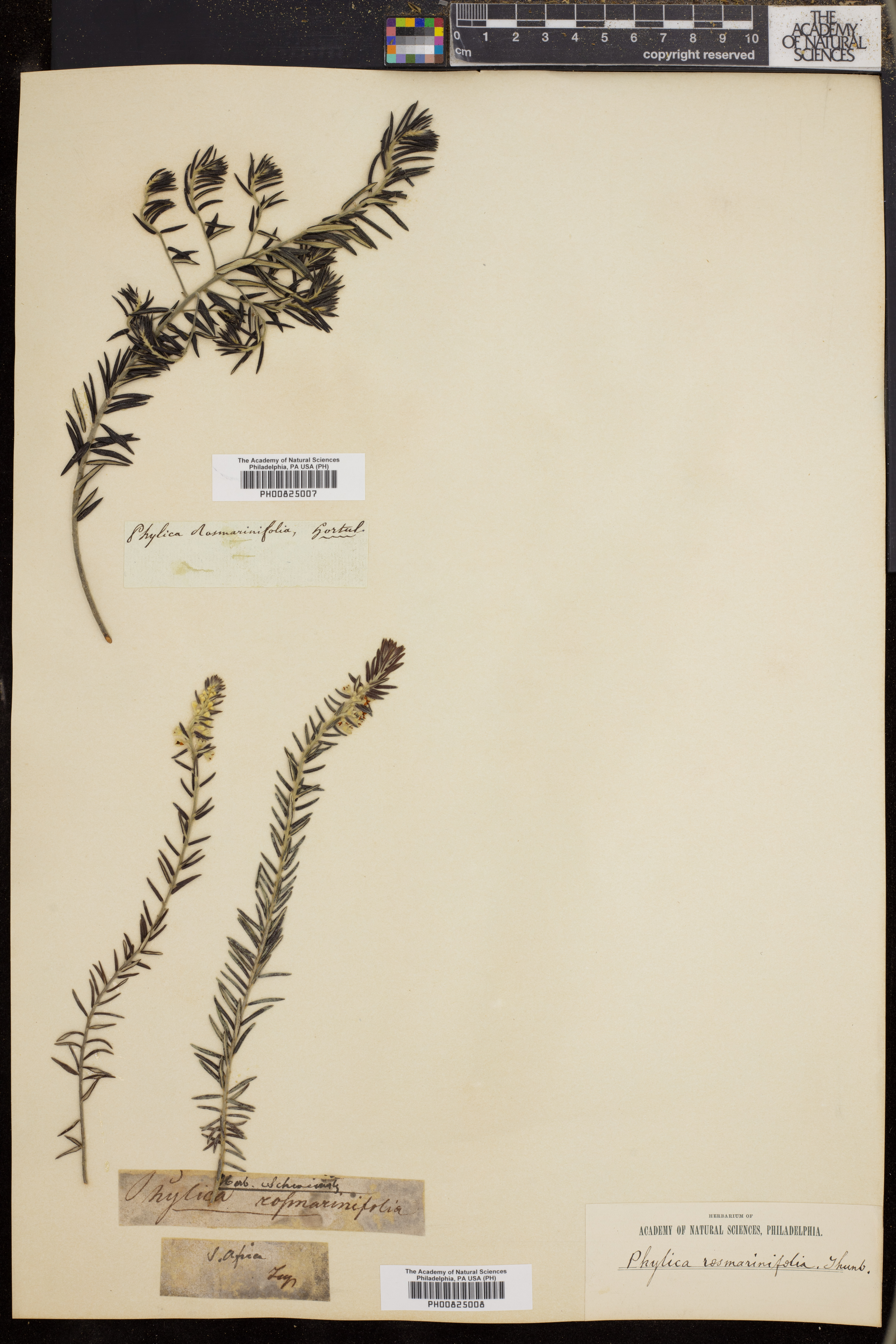 Phylica rosmarinifolia image