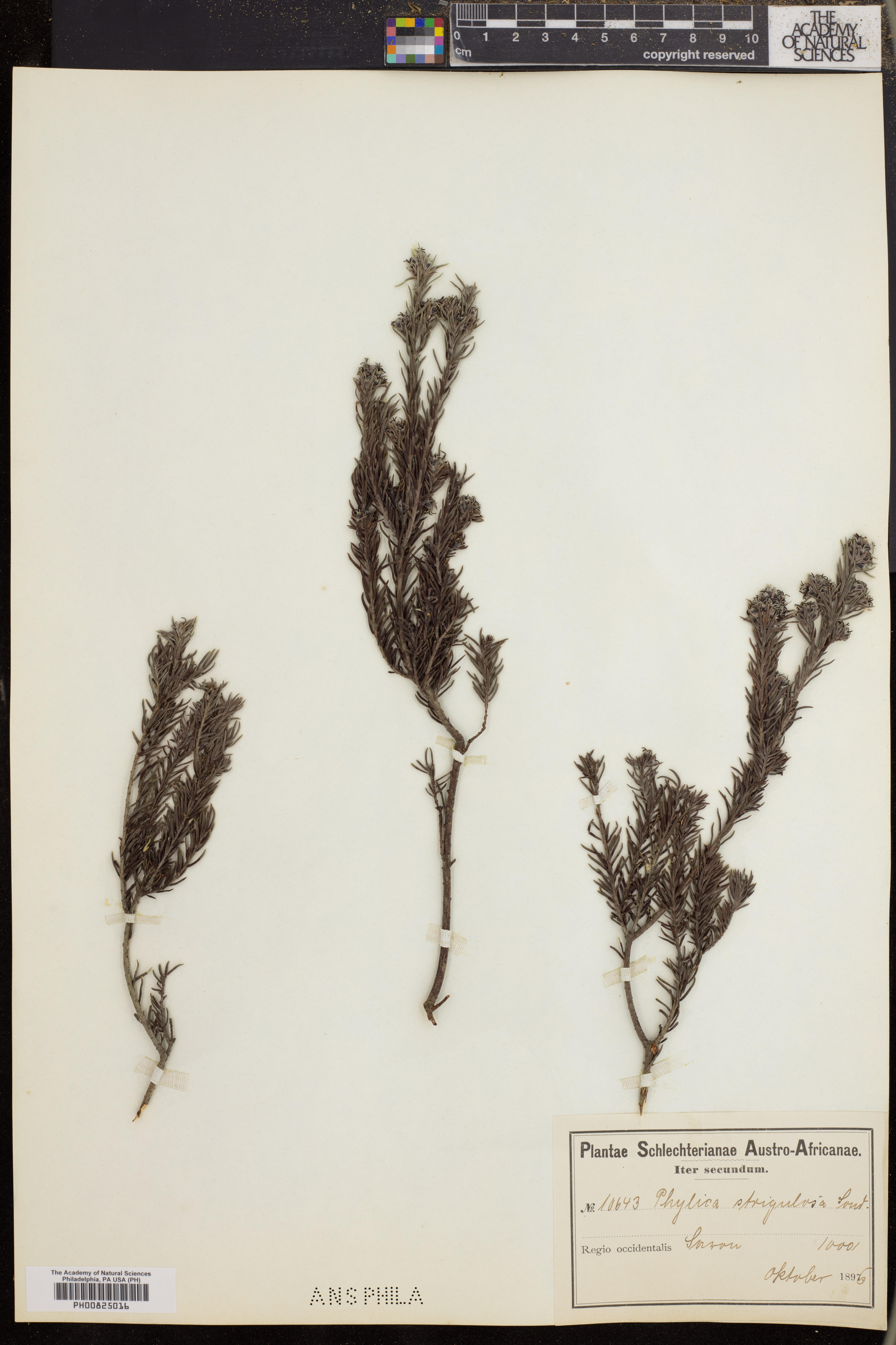 Phylica strigulosa image