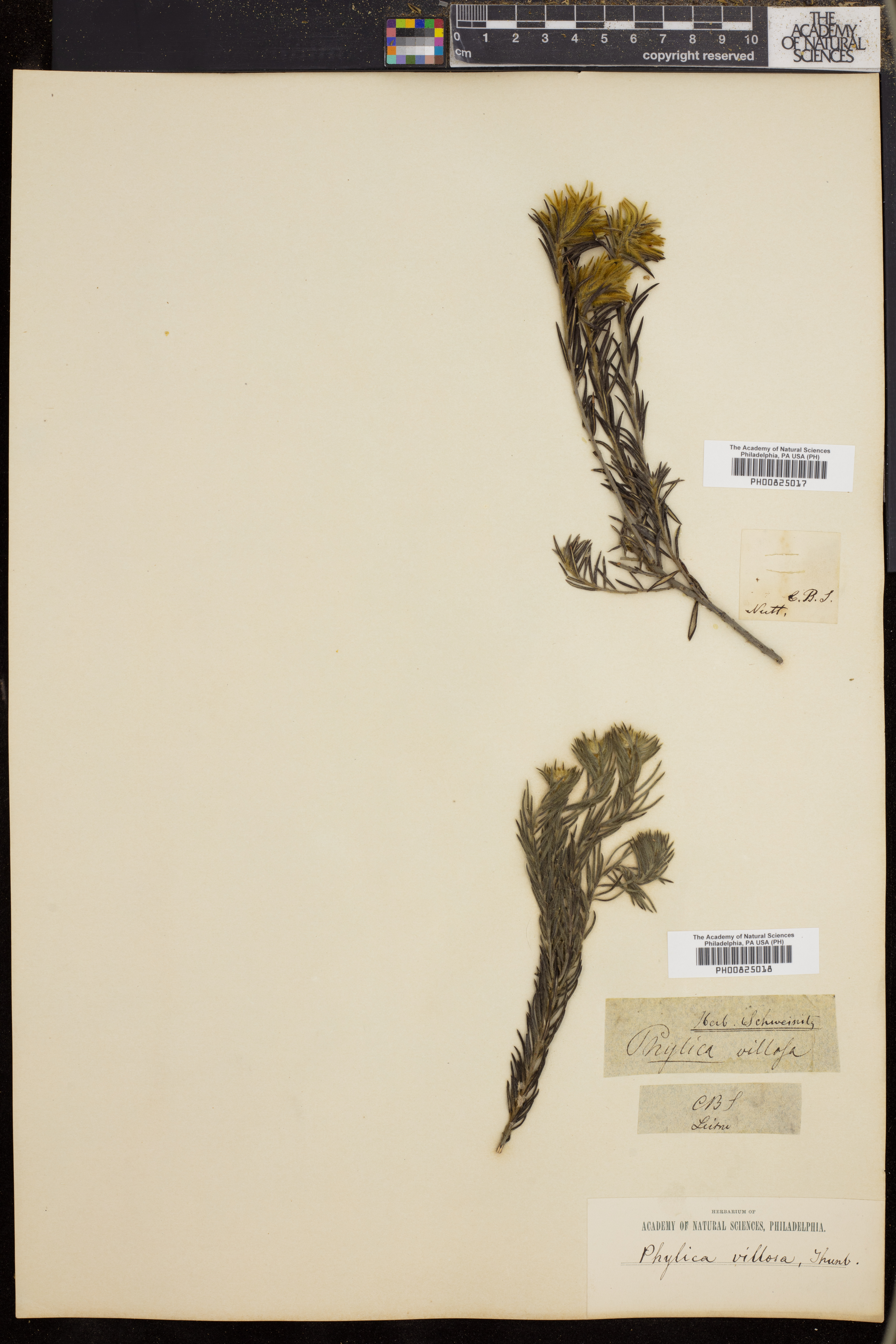 Phylica villosa image