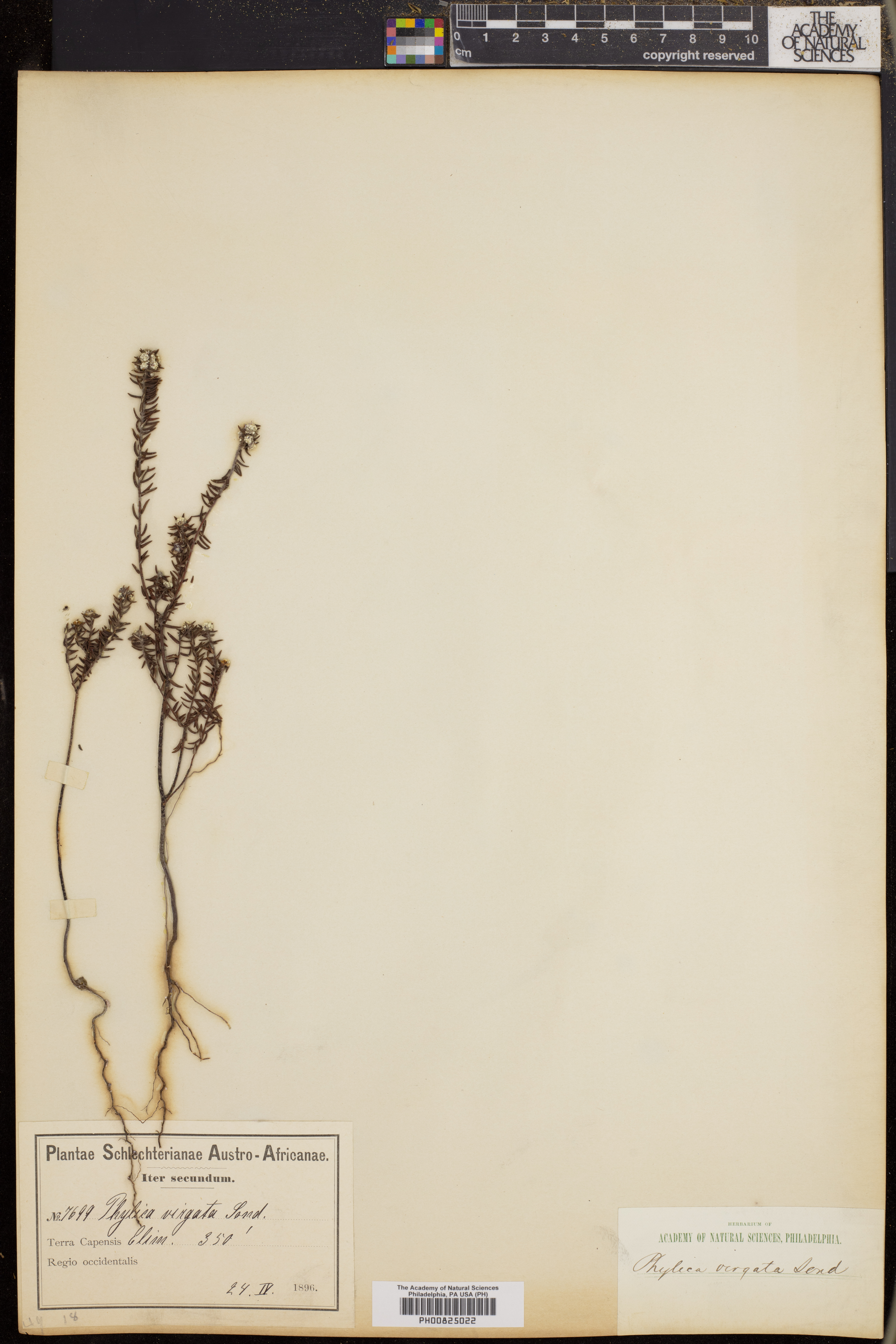 Phylica virgata image