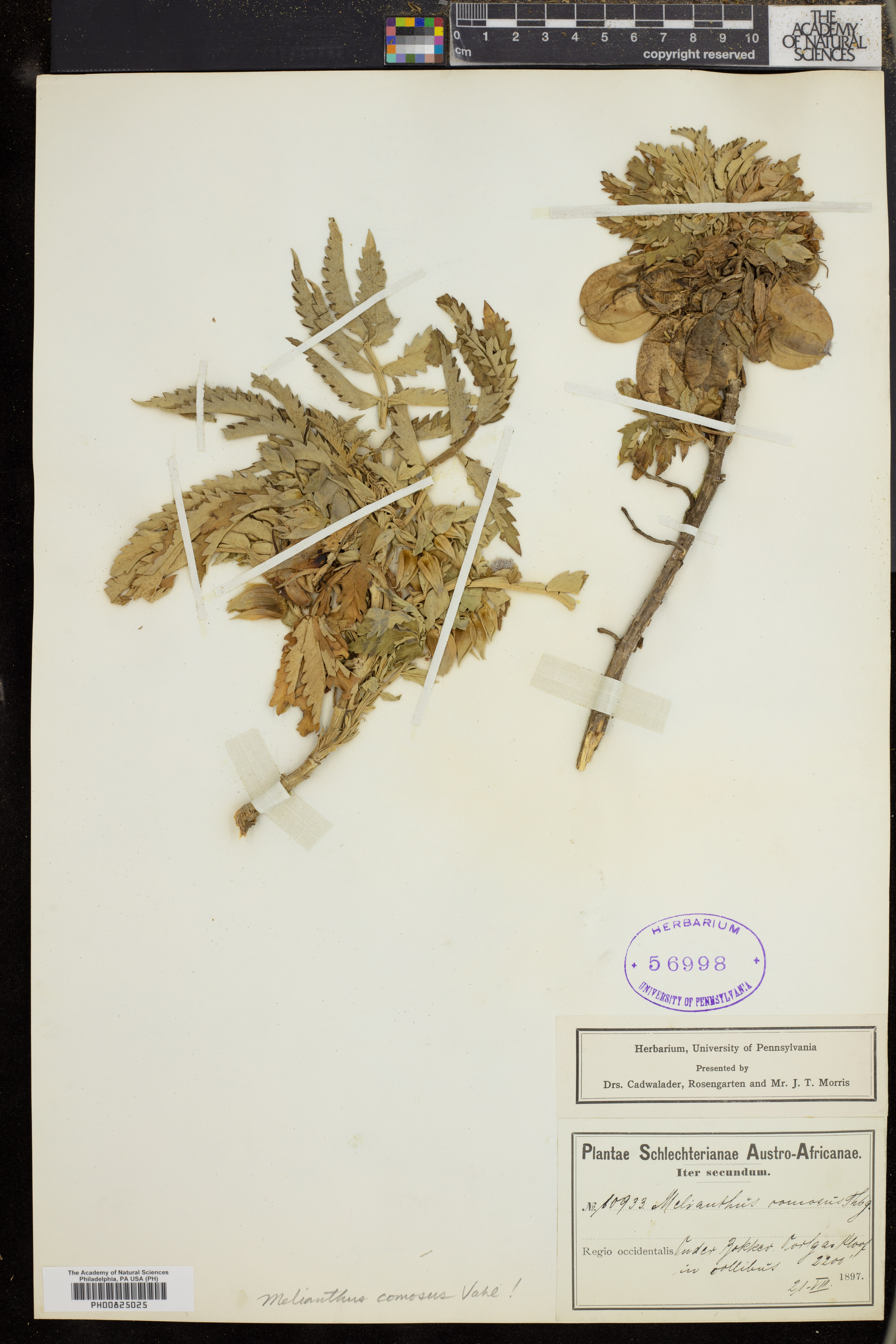 Melianthus comosus image