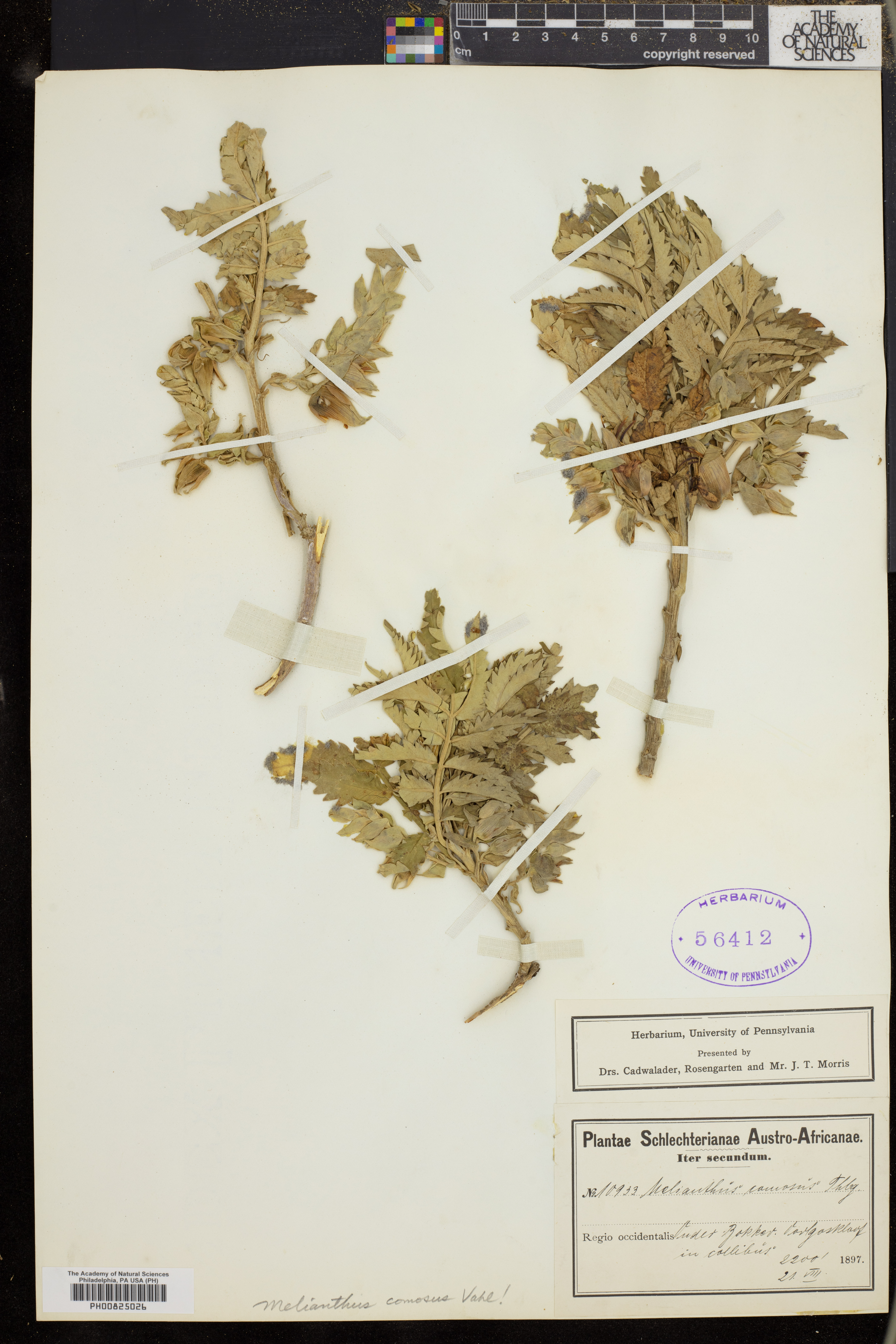 Melianthus image