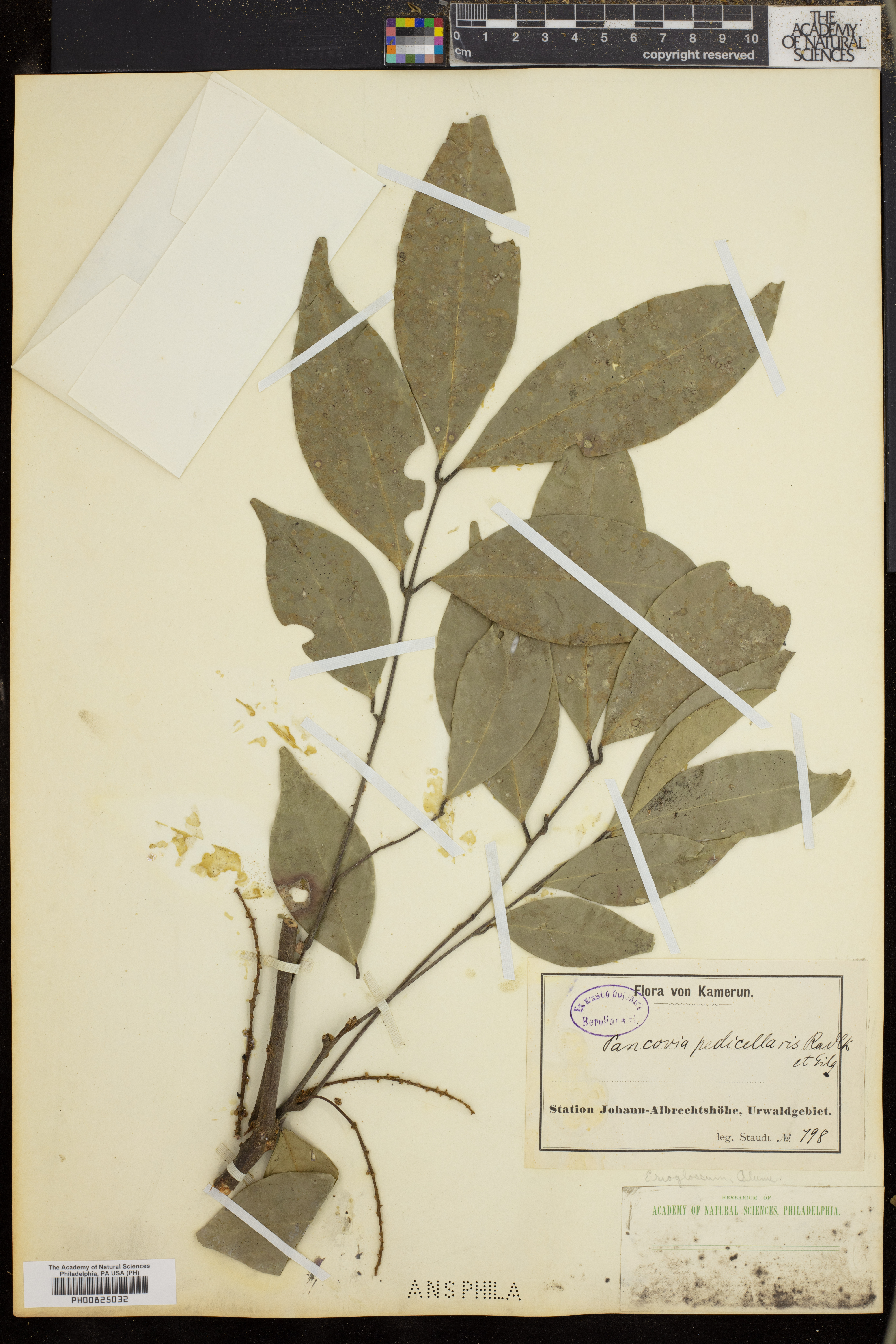 Pancovia turbinata image