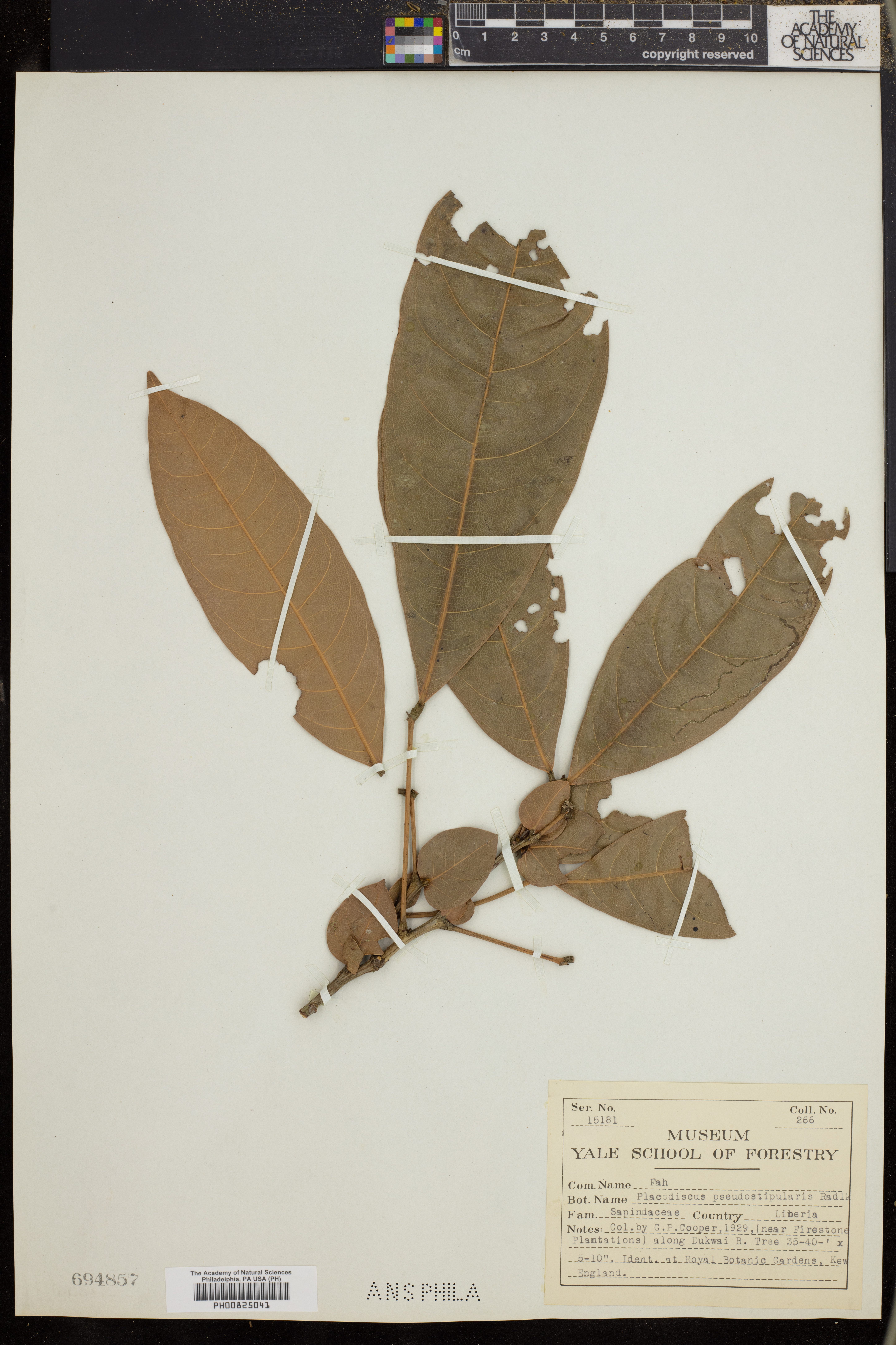 Placodiscus pseudostipularis image
