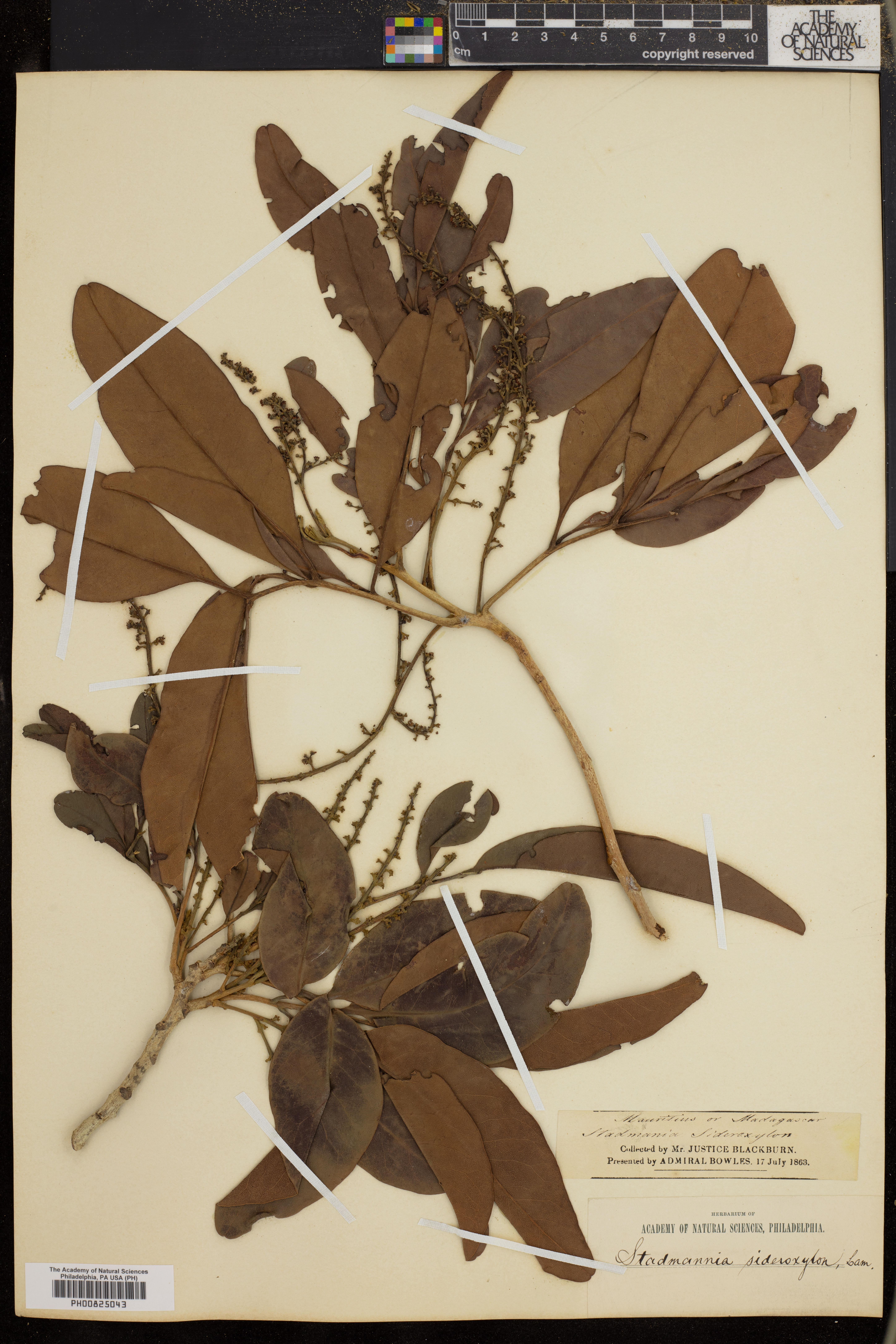 Stadmania oppositifolia image