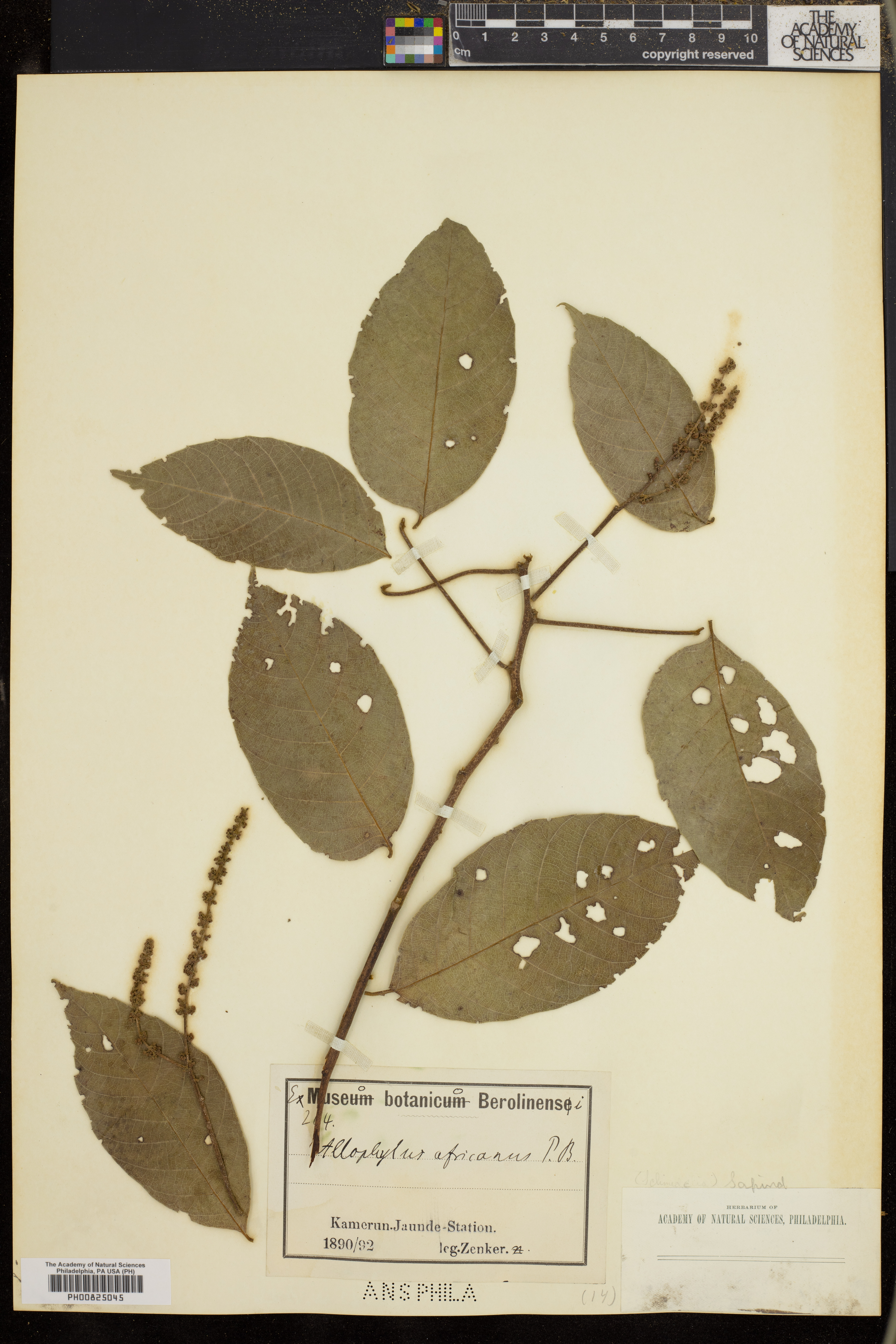 Allophylus africanus image