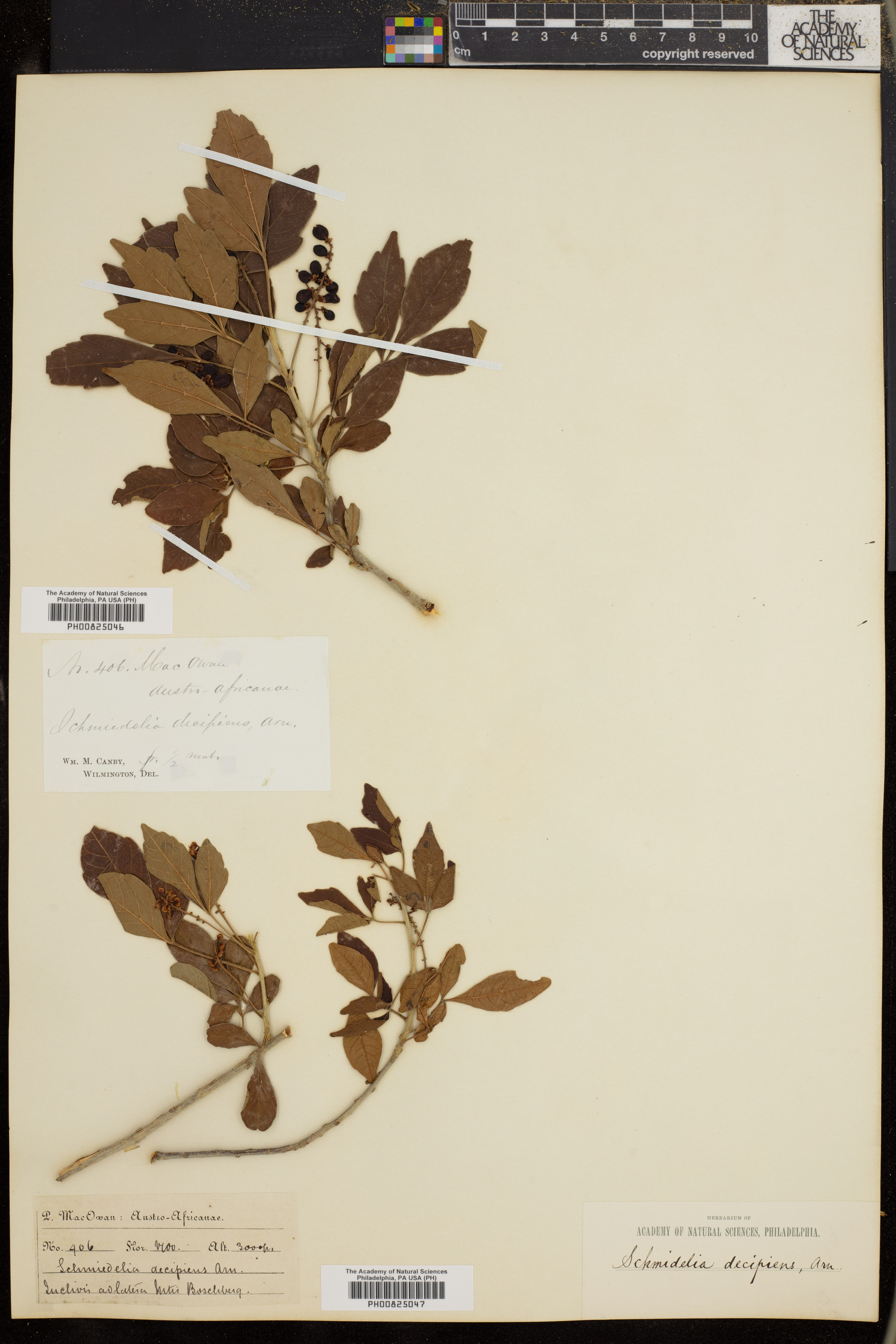 Allophylus decipiens image