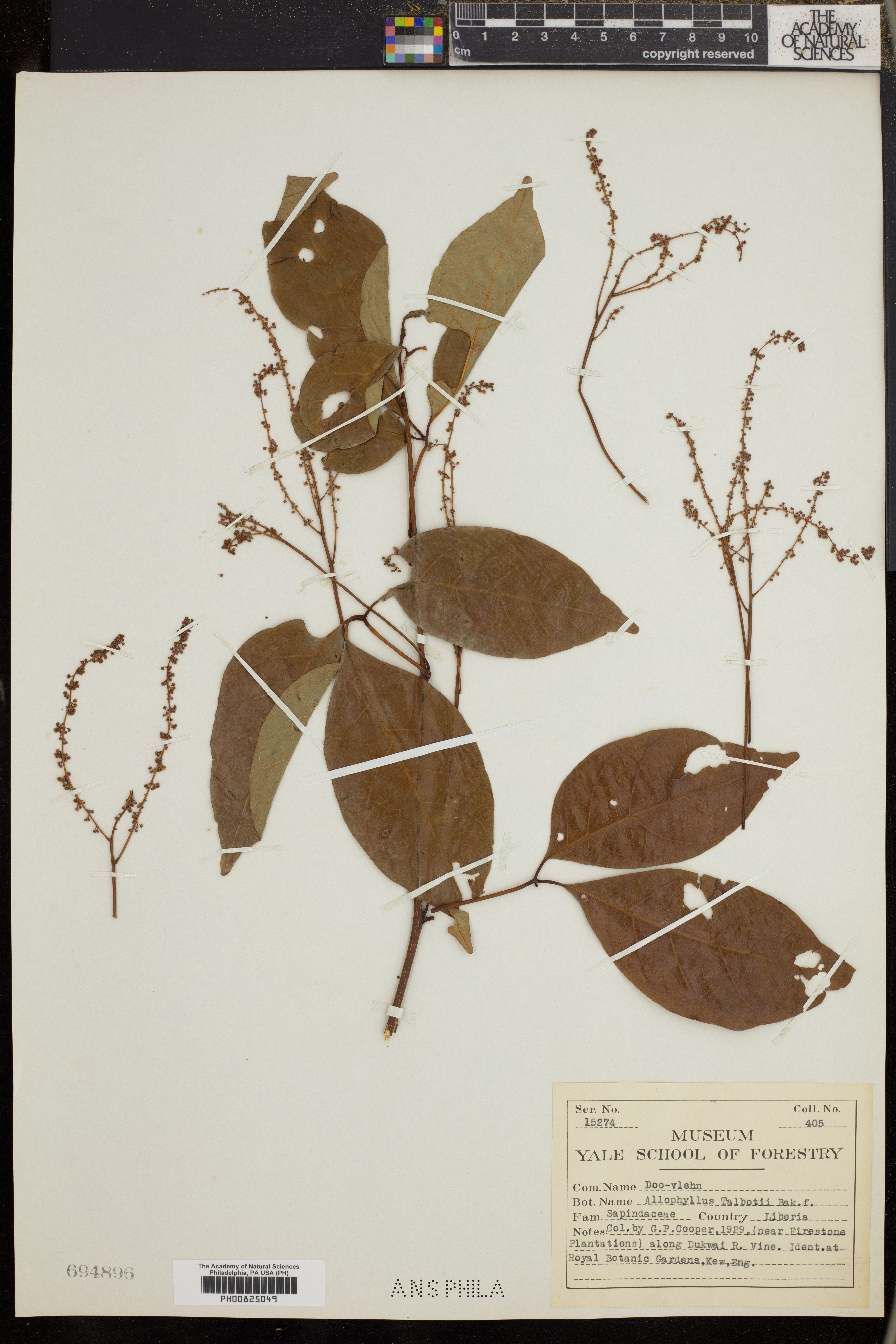 Allophylus talbotii image
