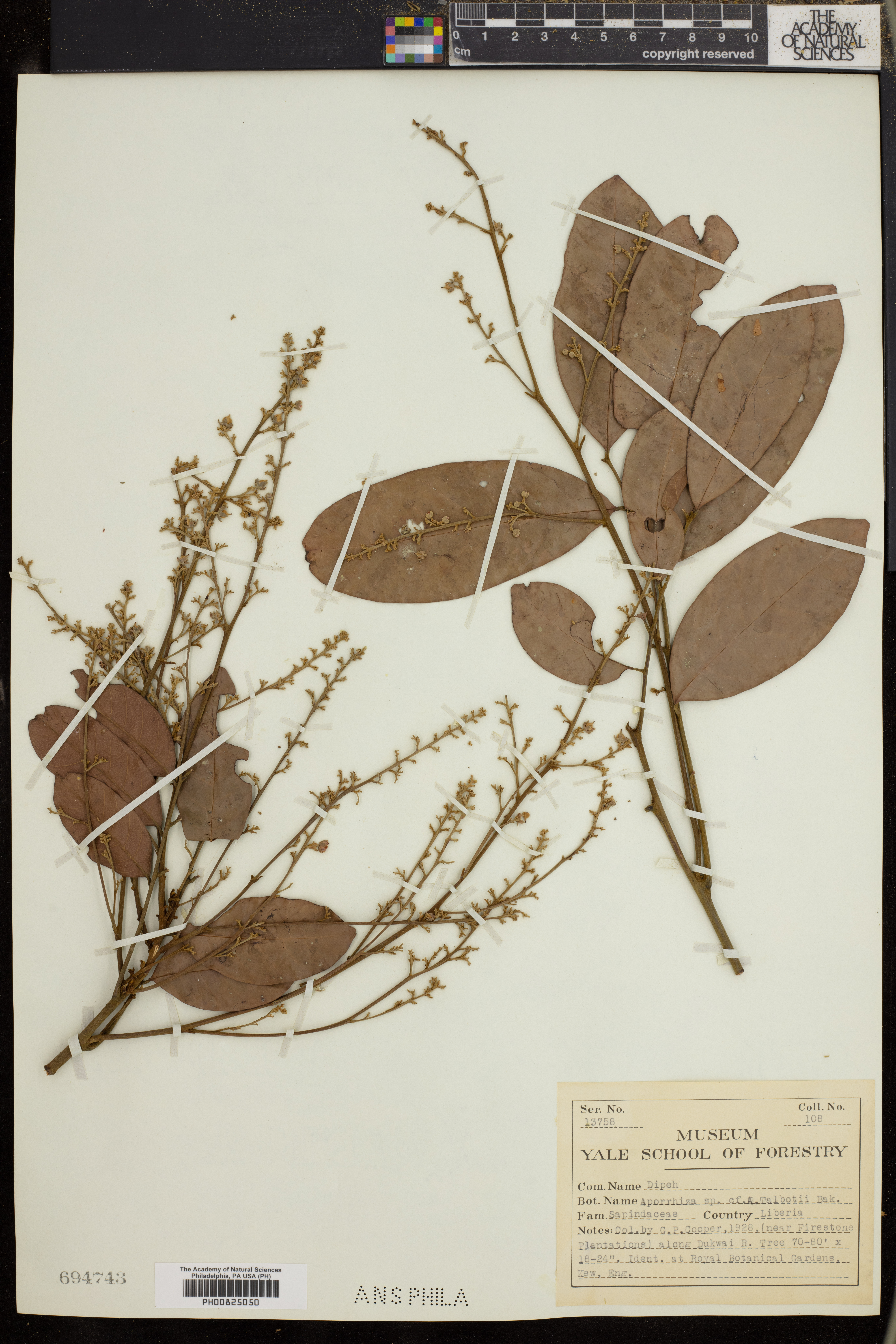 Aporrhiza talbotii image