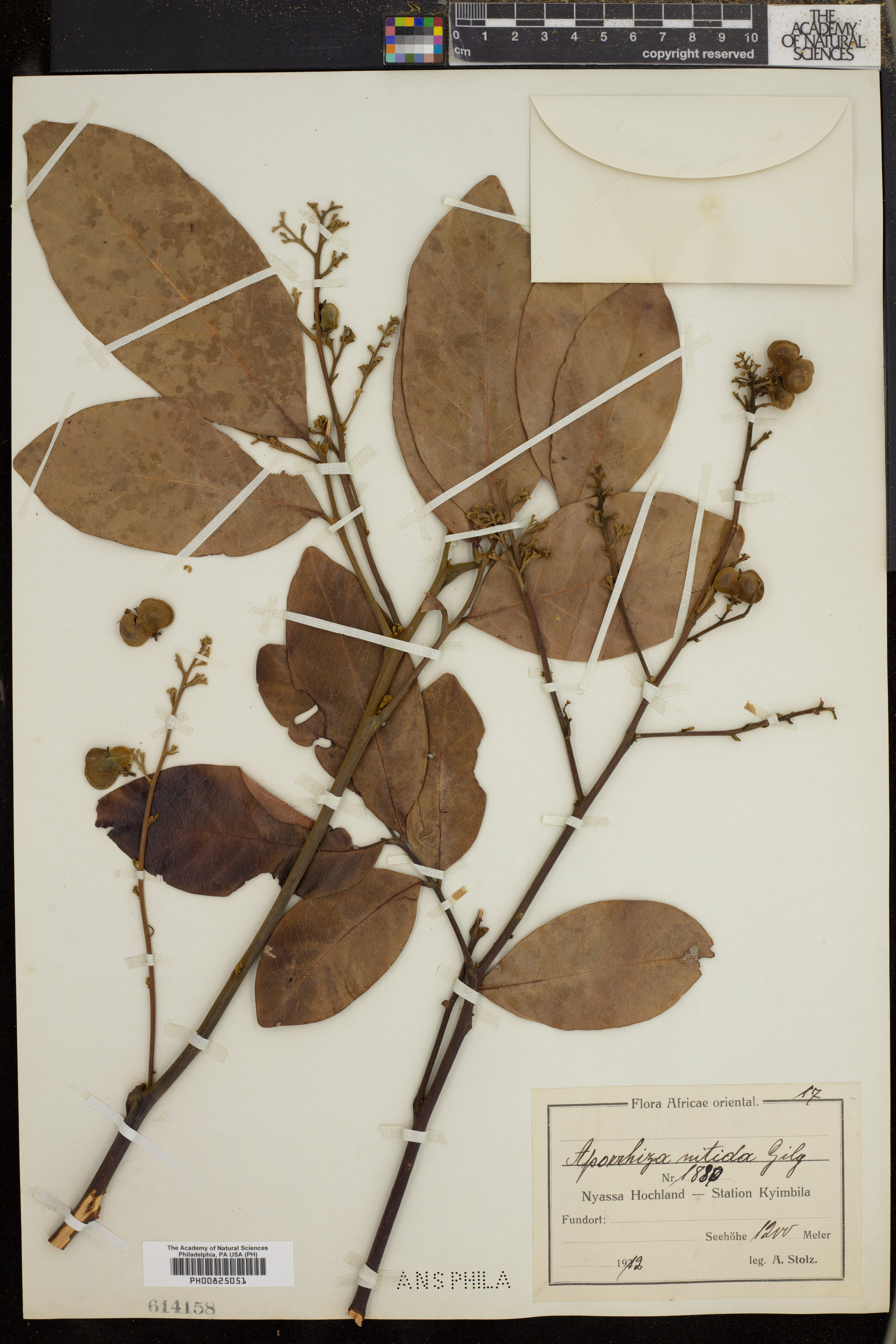 Aporrhiza image