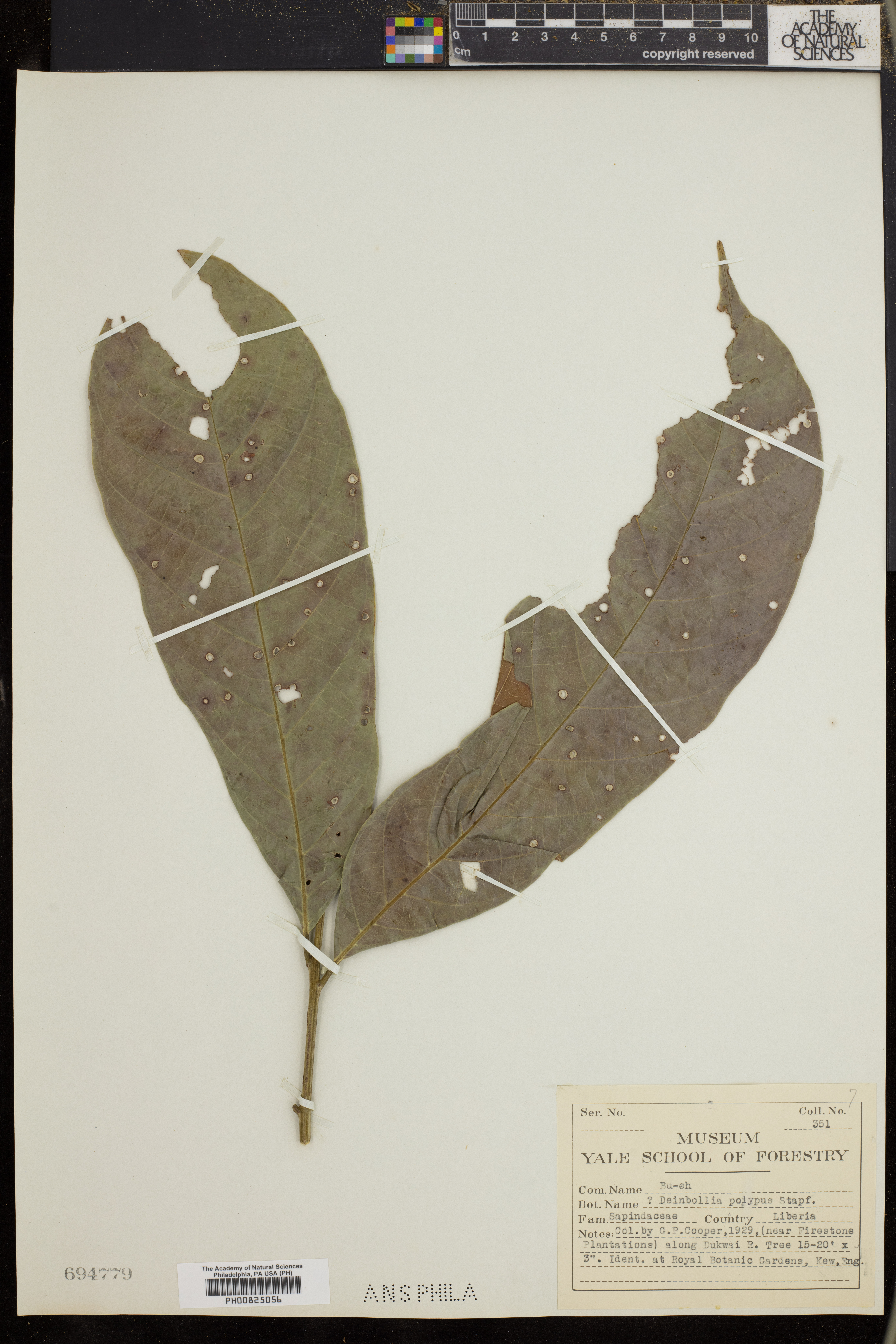Deinbollia polypus image