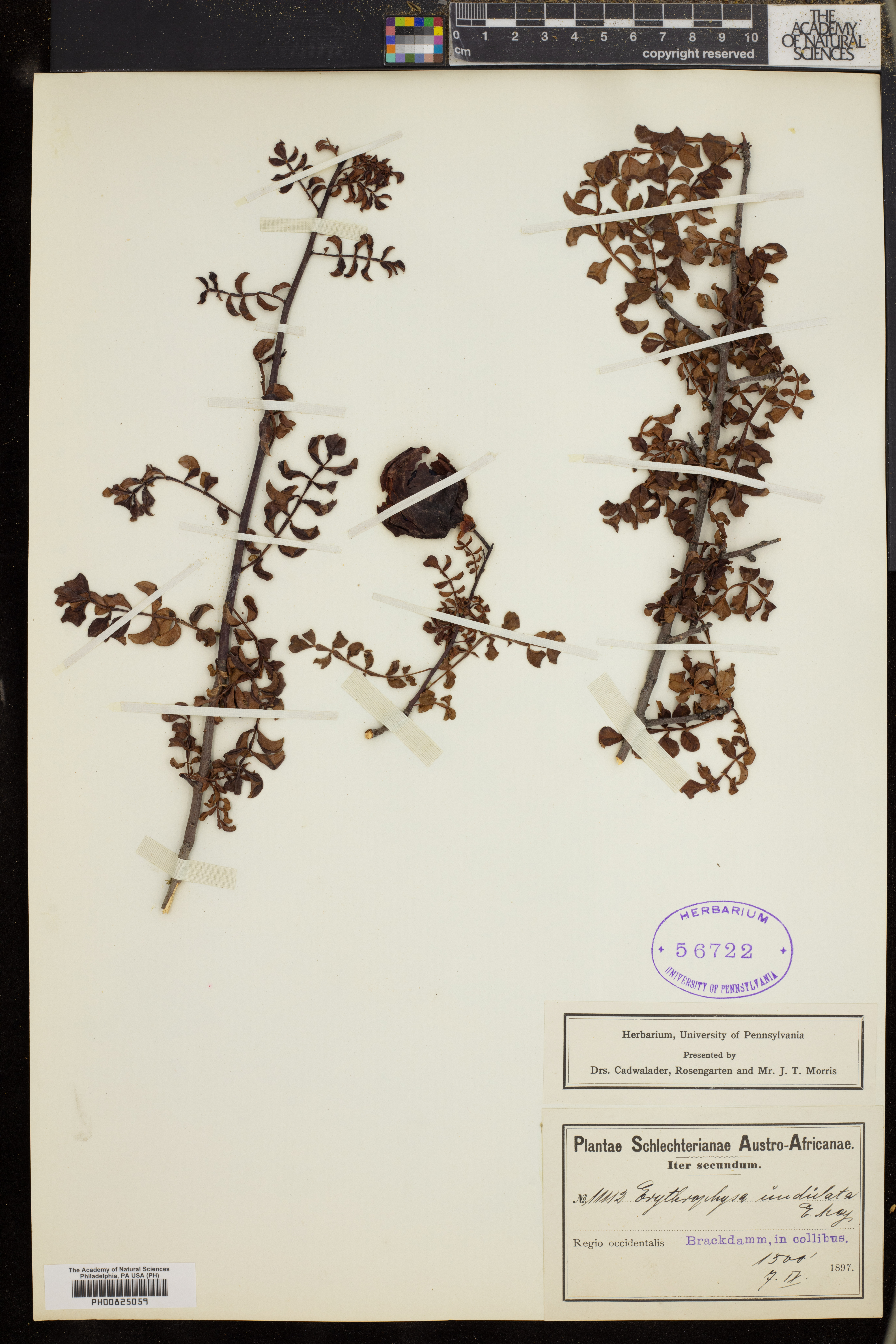 Erythrophysa alata image