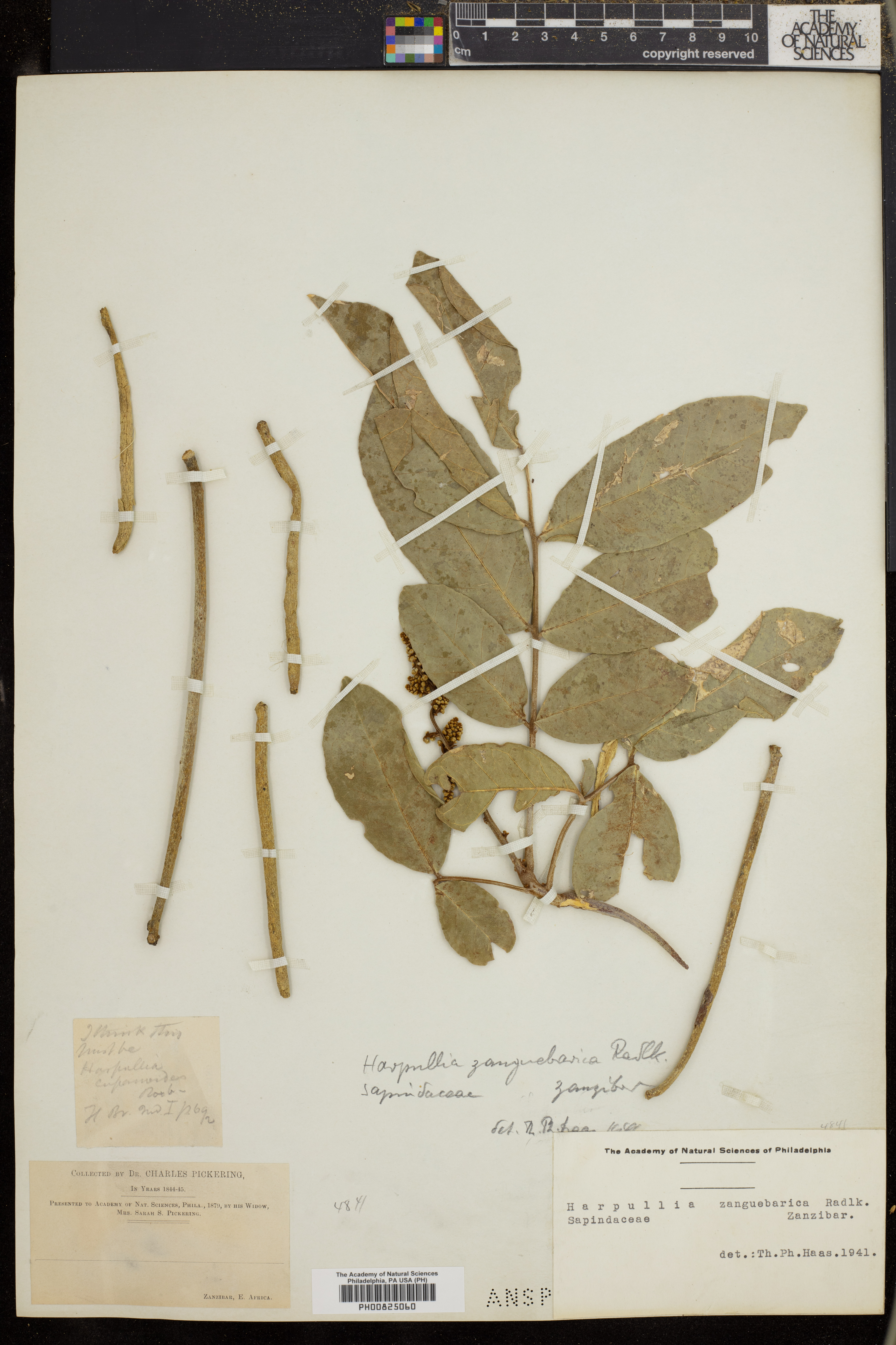 Majidea zanguebarica subsp. zanguebarica image