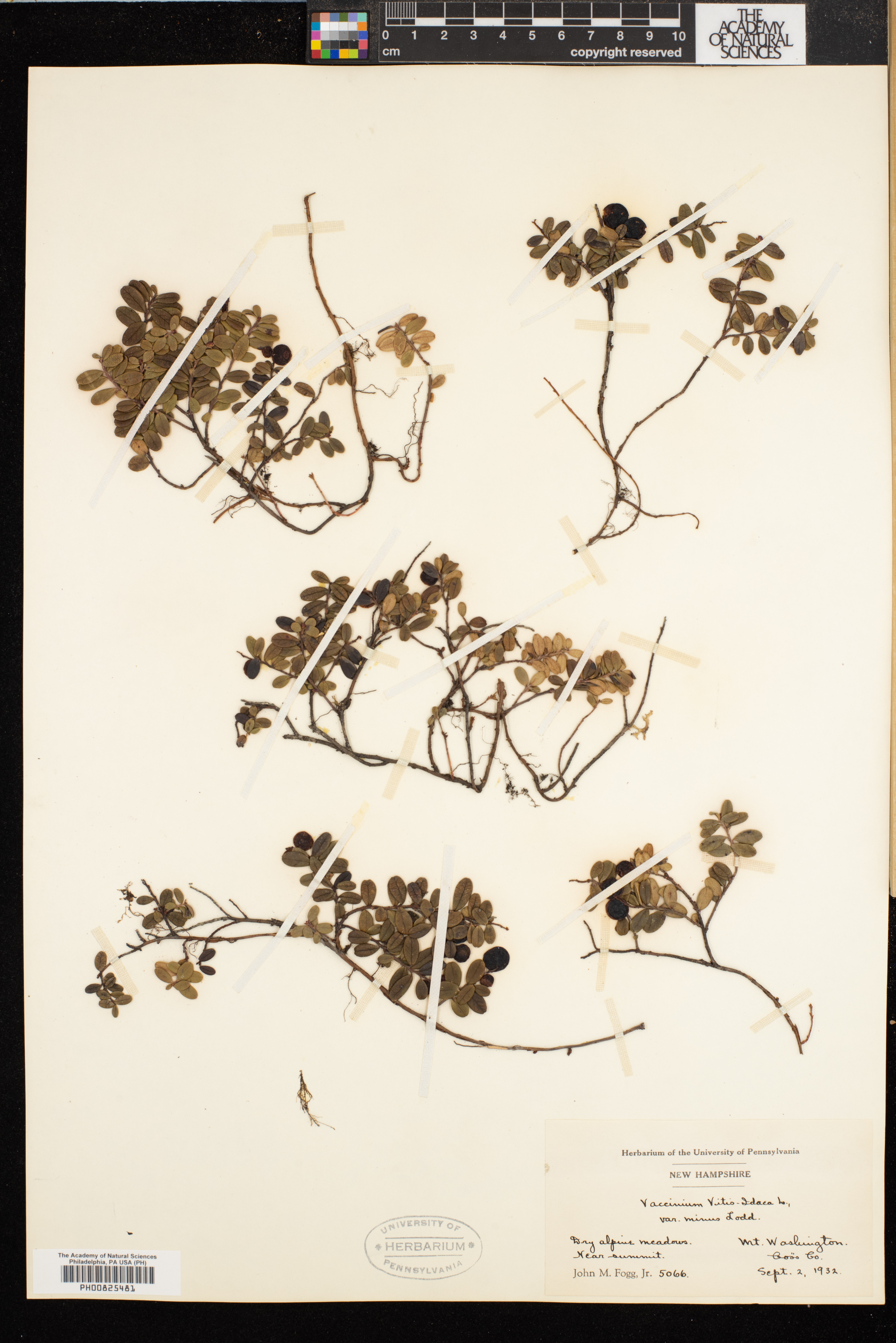 Vaccinium vitis-idaea var. minus image