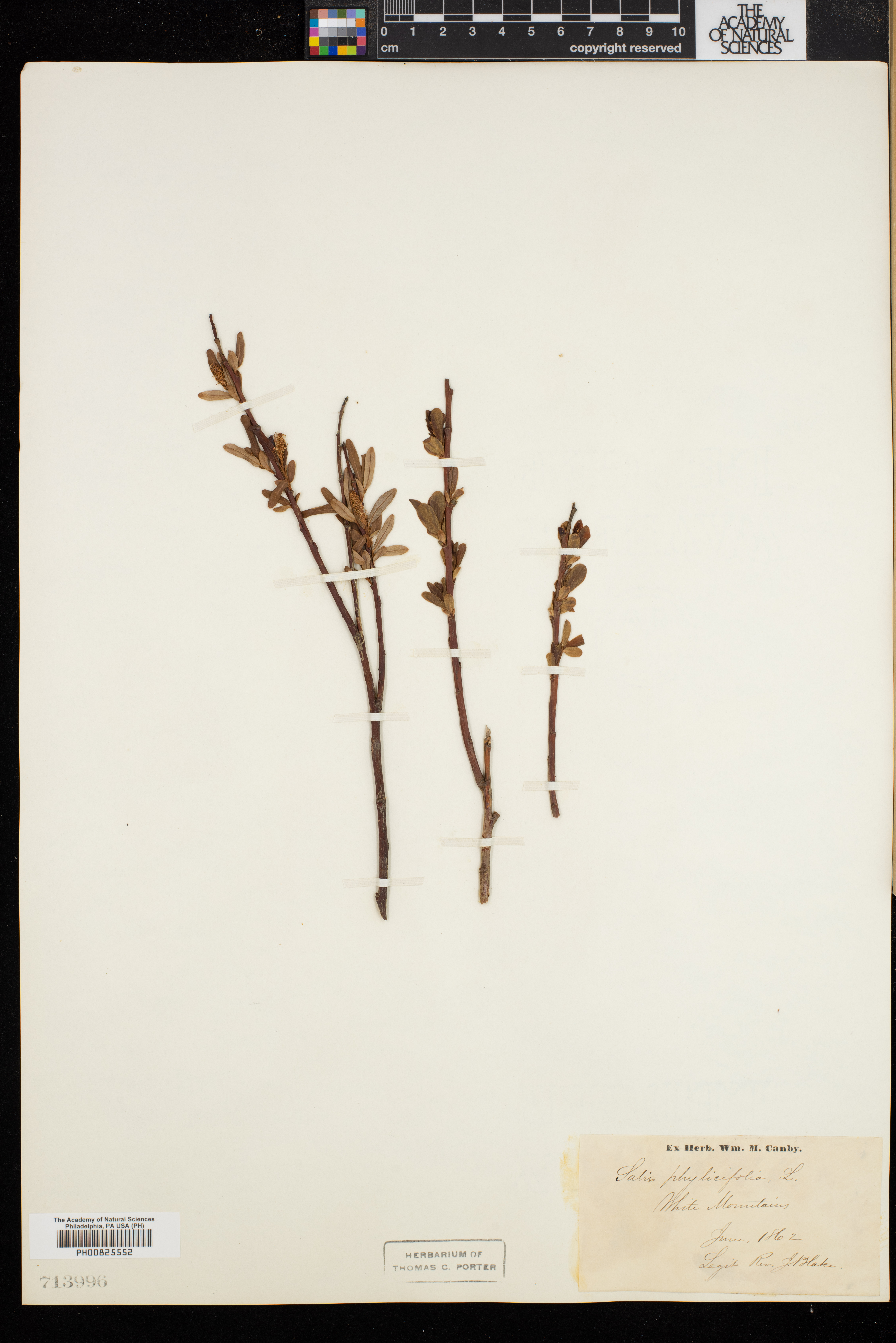 Salix phylicifolia image
