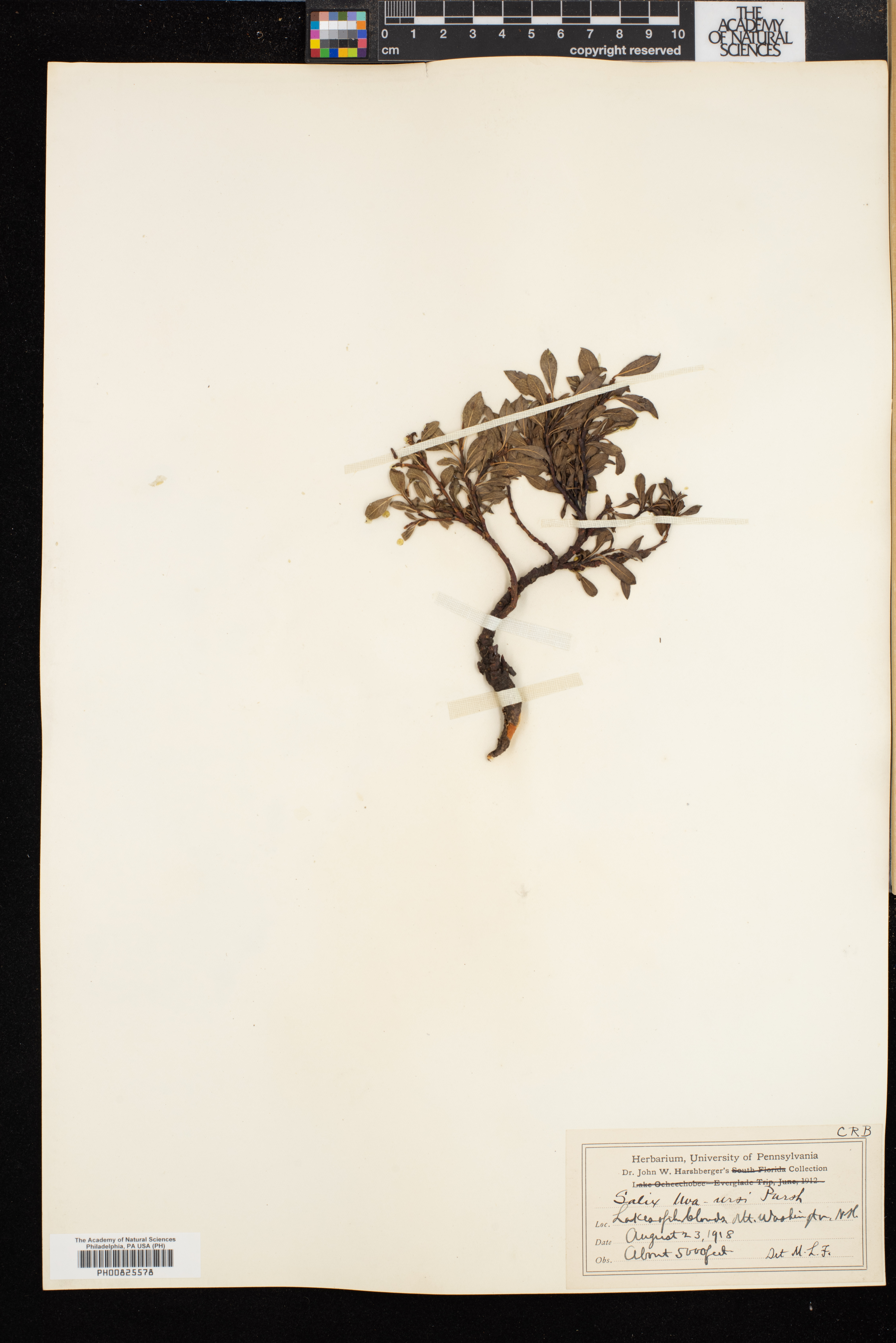 Salix uva-ursi image