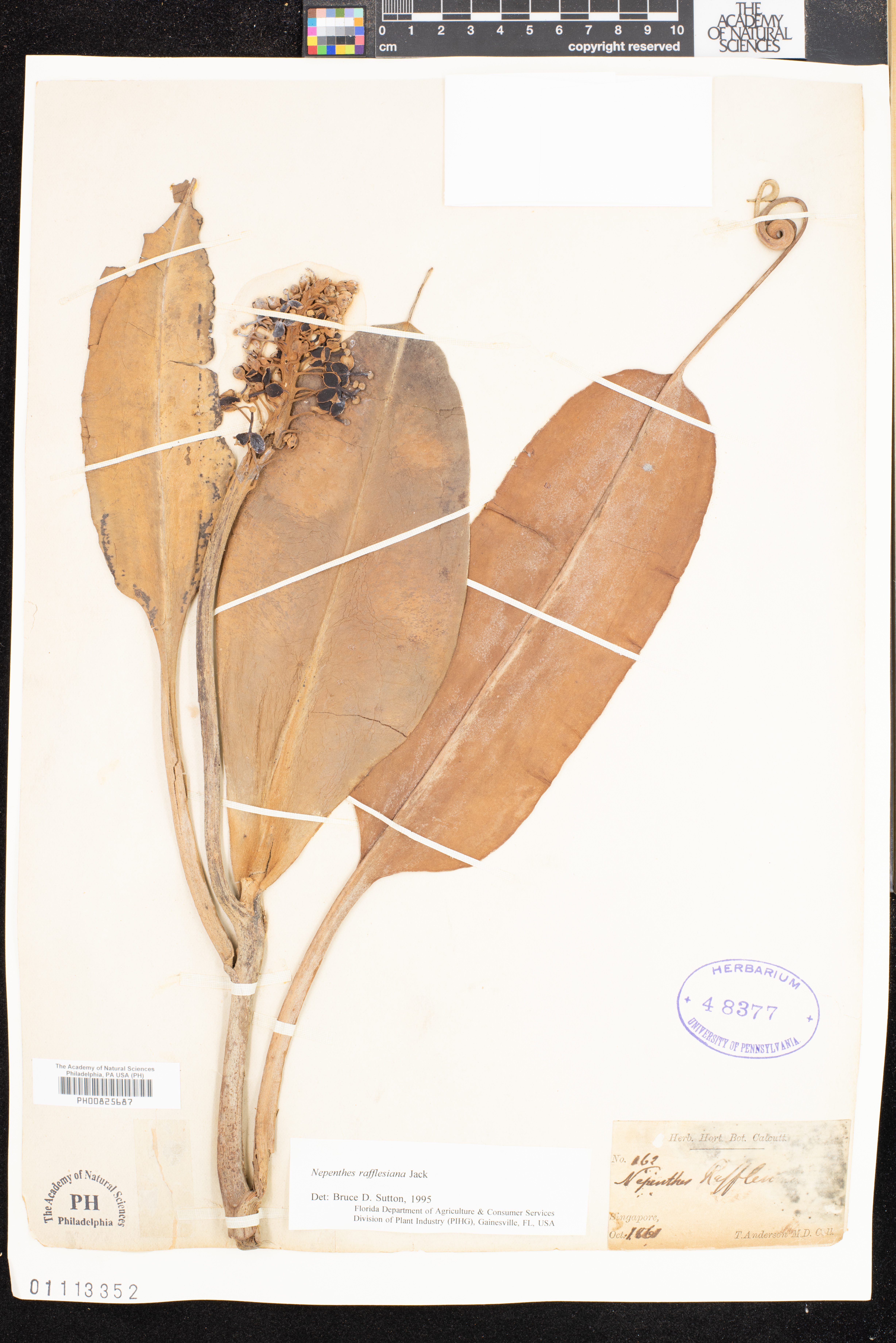 Nepenthes rafflesiana image