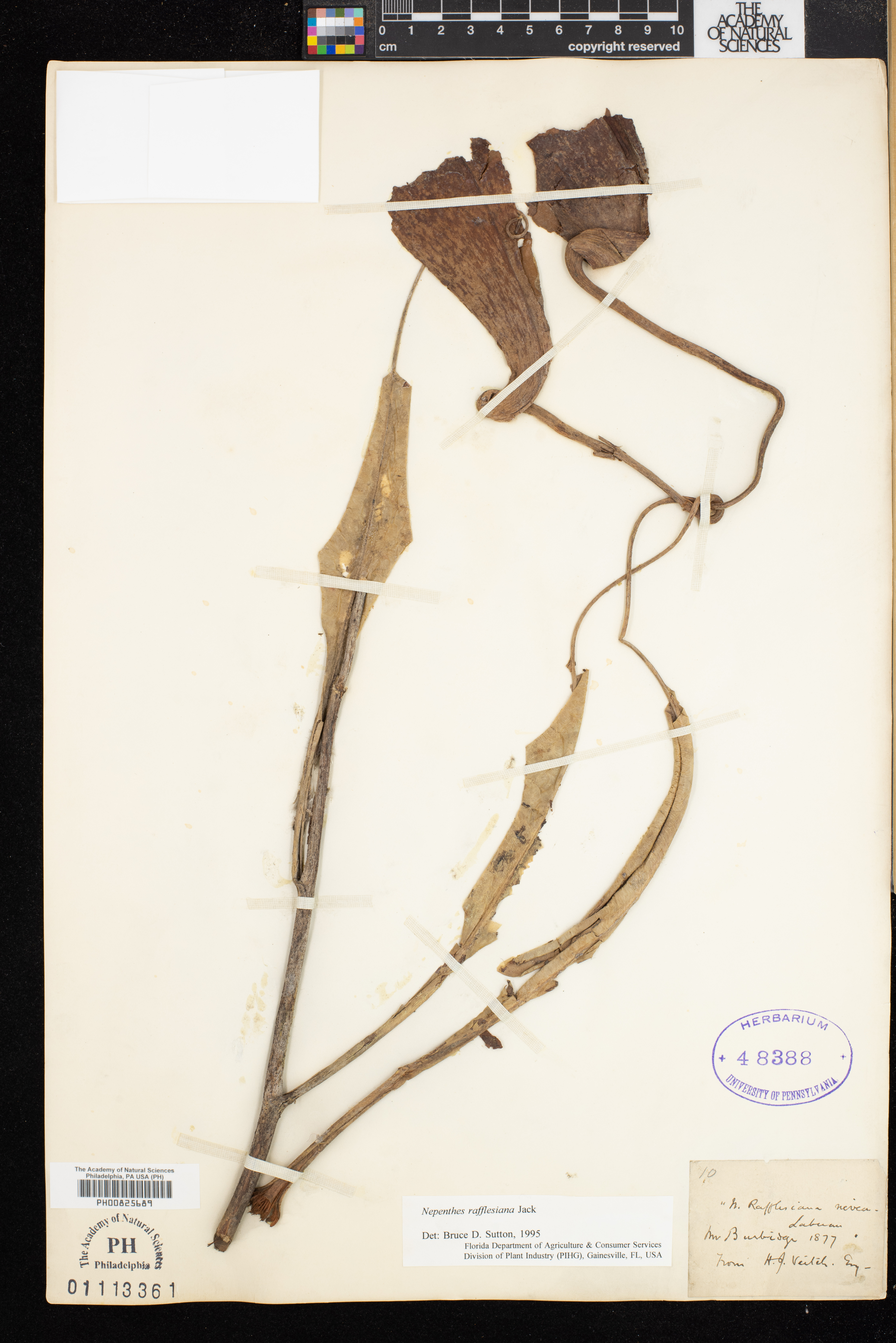 Nepenthes rafflesiana image