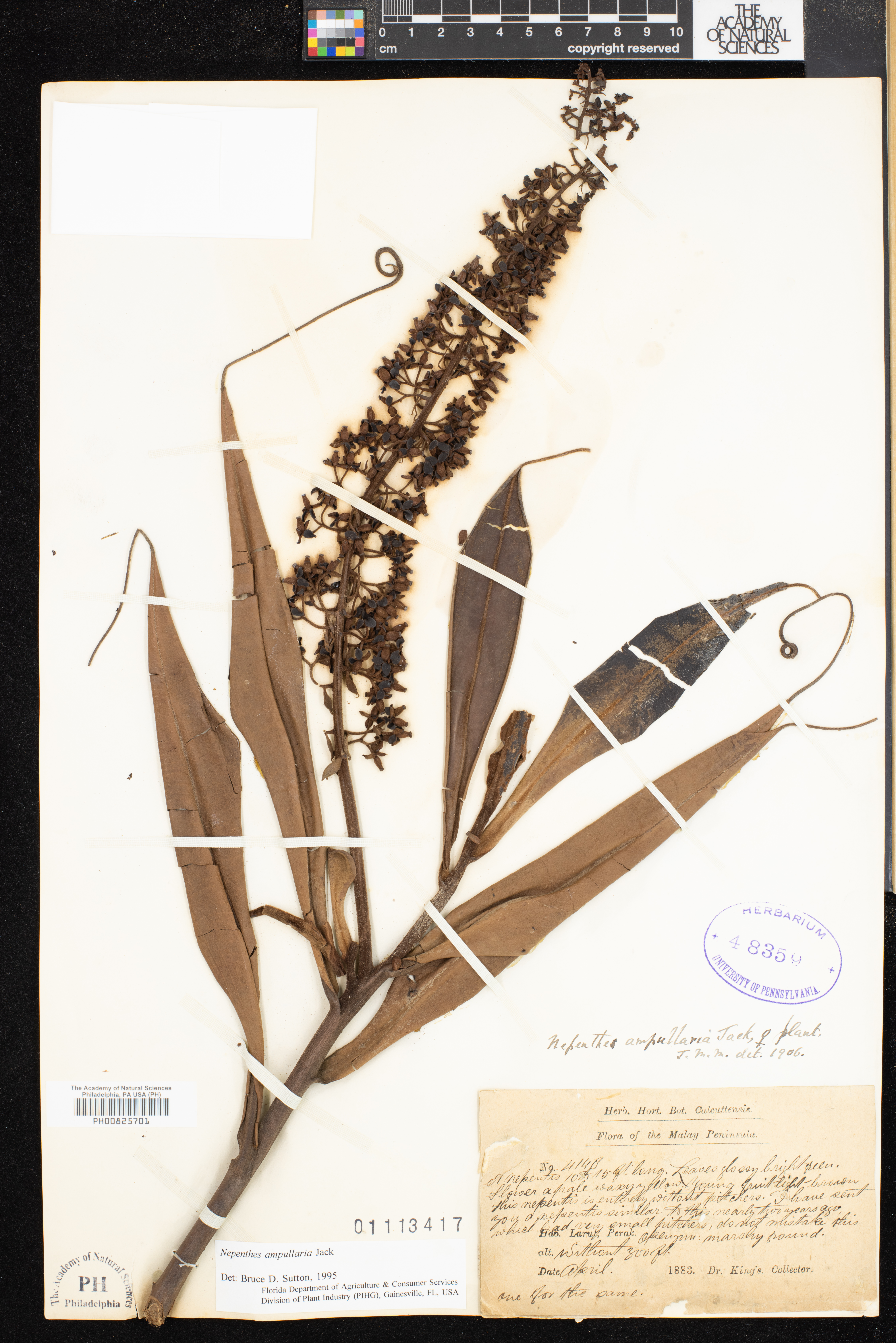Nepenthes ampullaria image