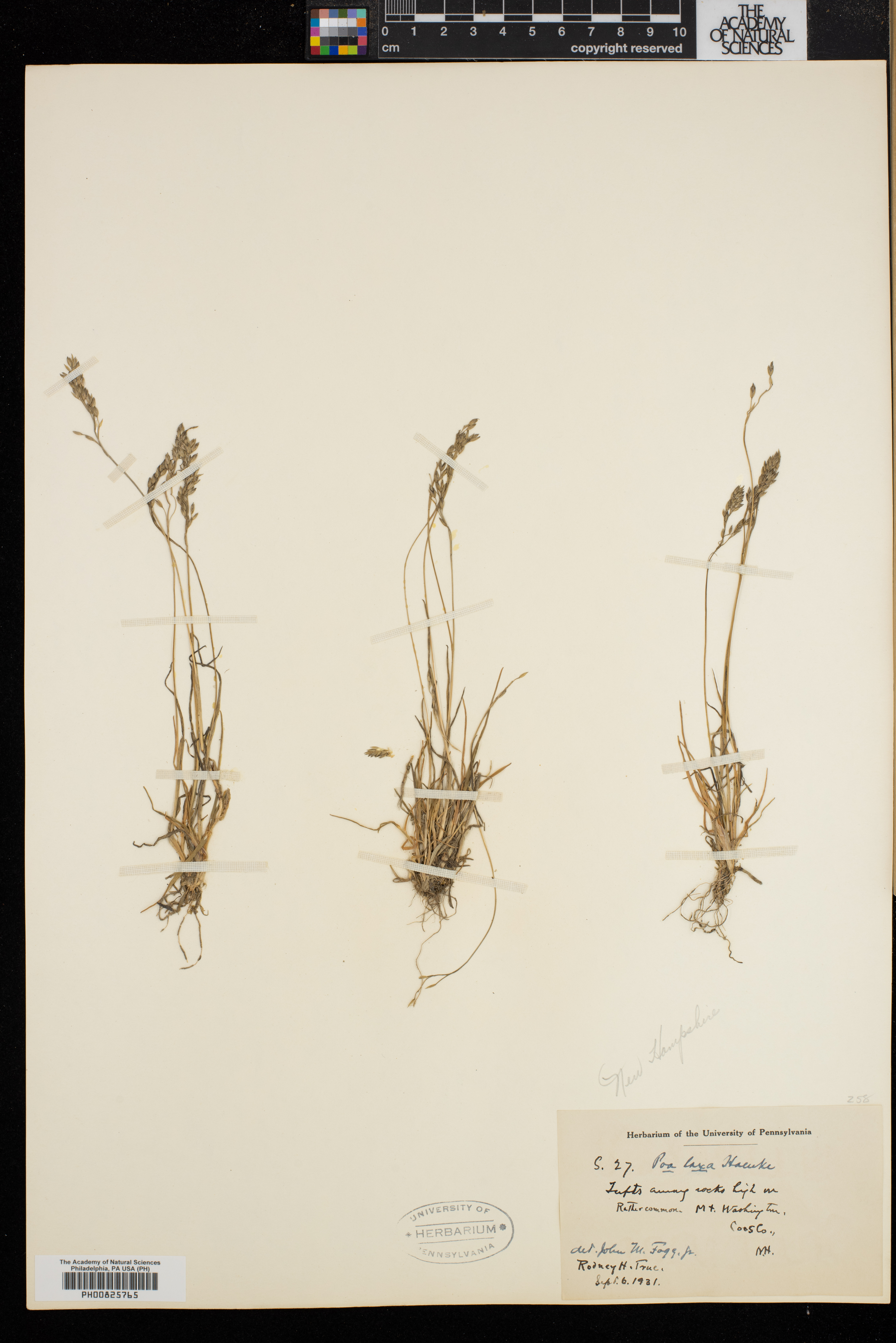 Poa laxa image