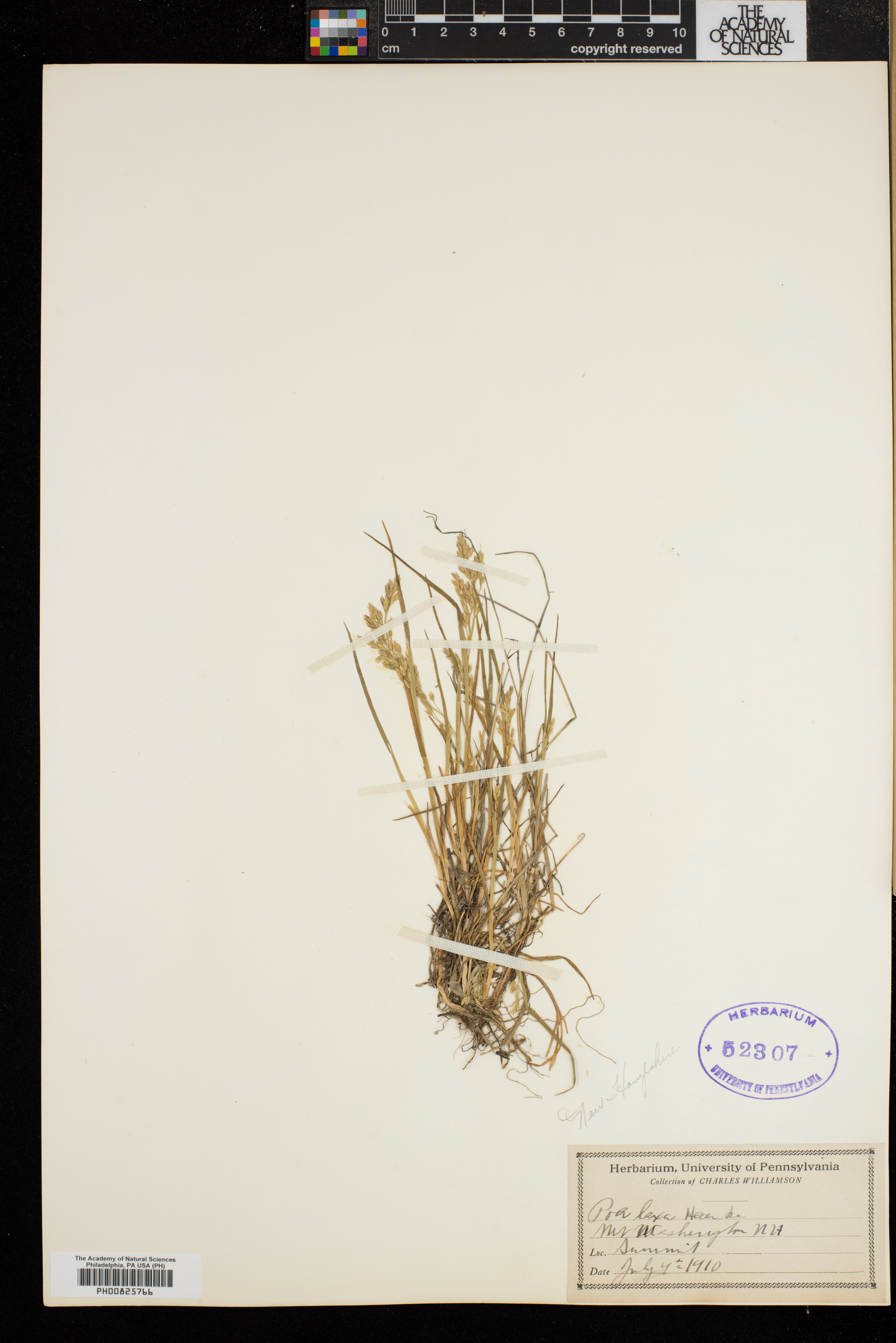 Poa laxa image