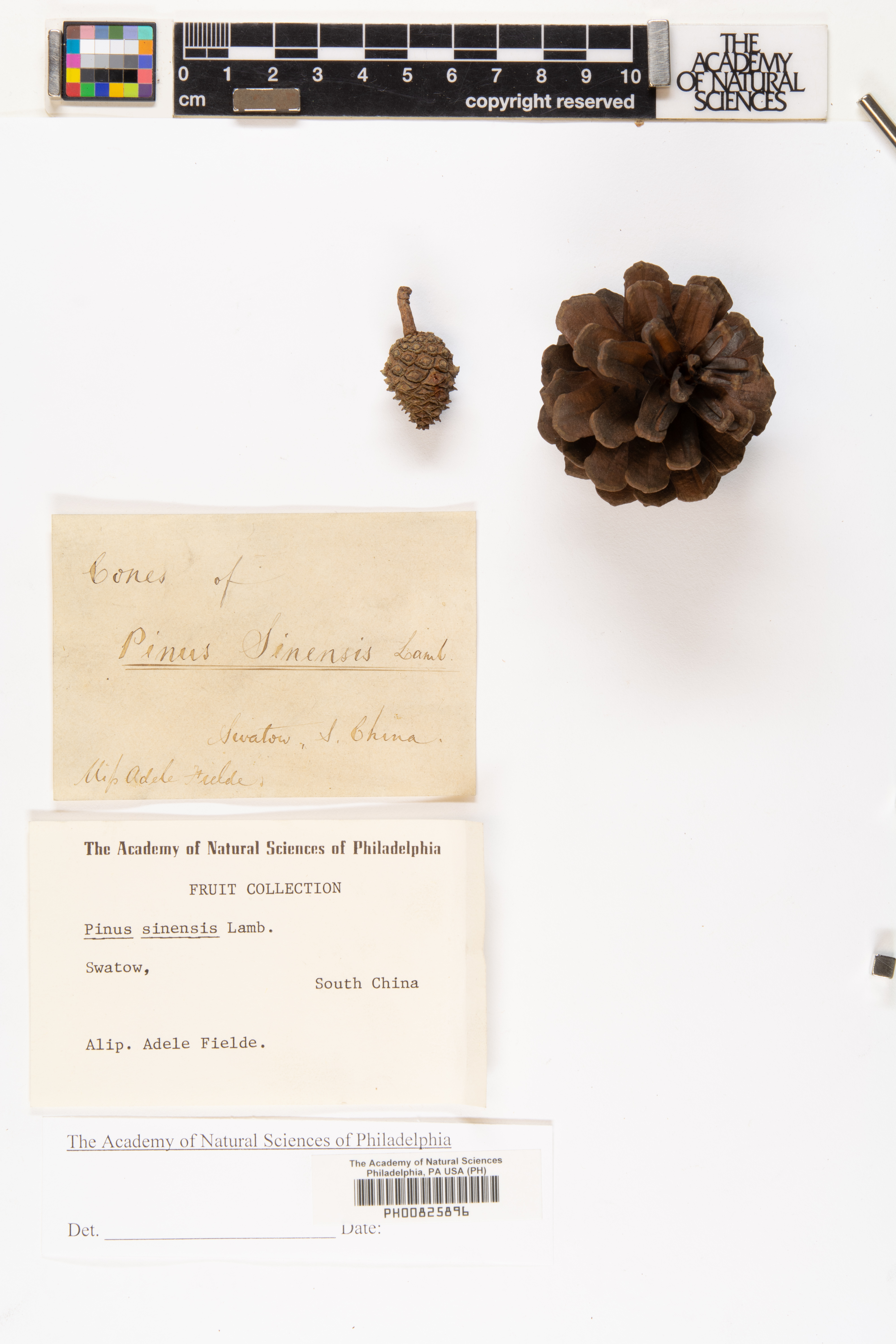 Pinus massoniana var. massoniana image