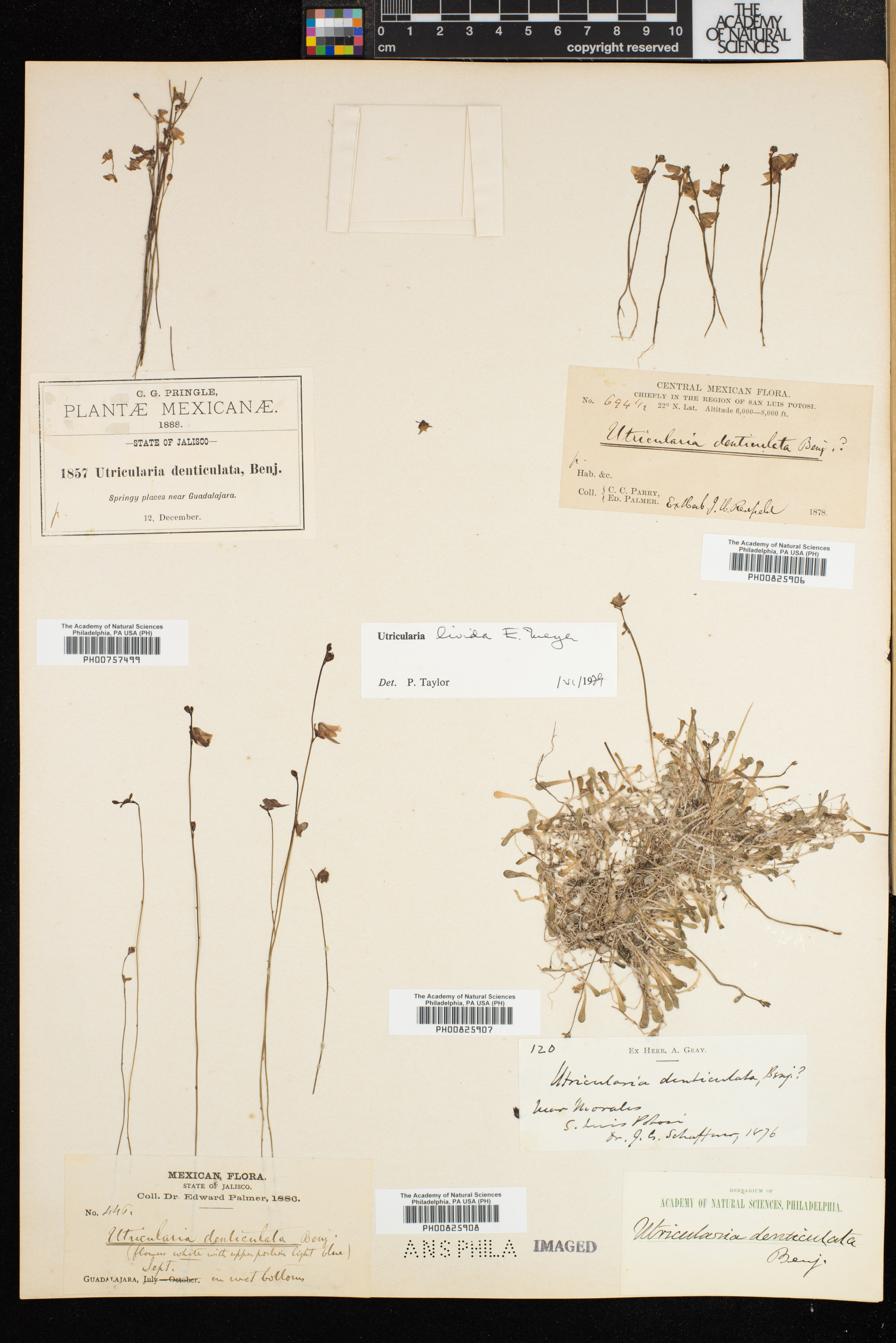 Utricularia livida image