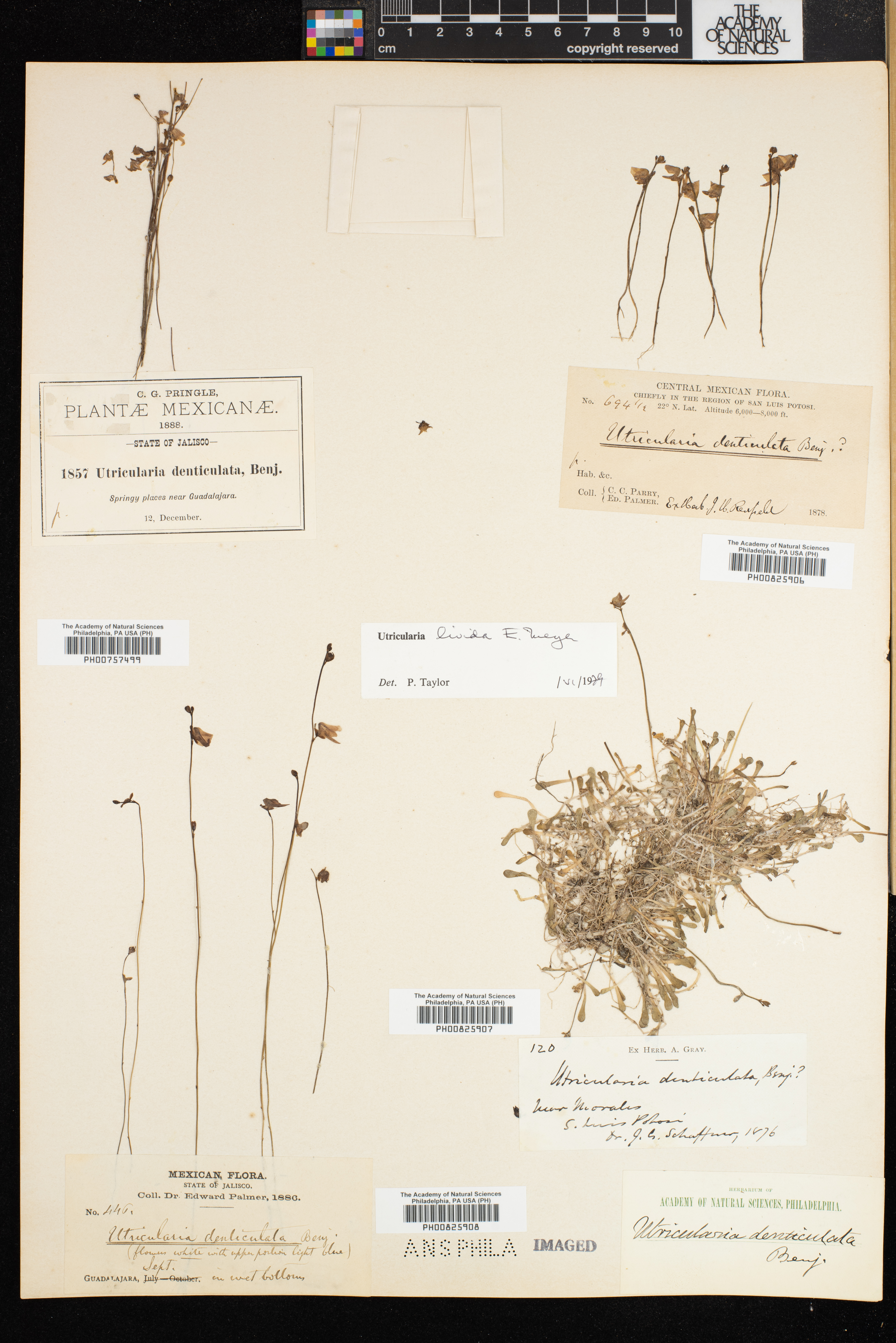 Utricularia livida image