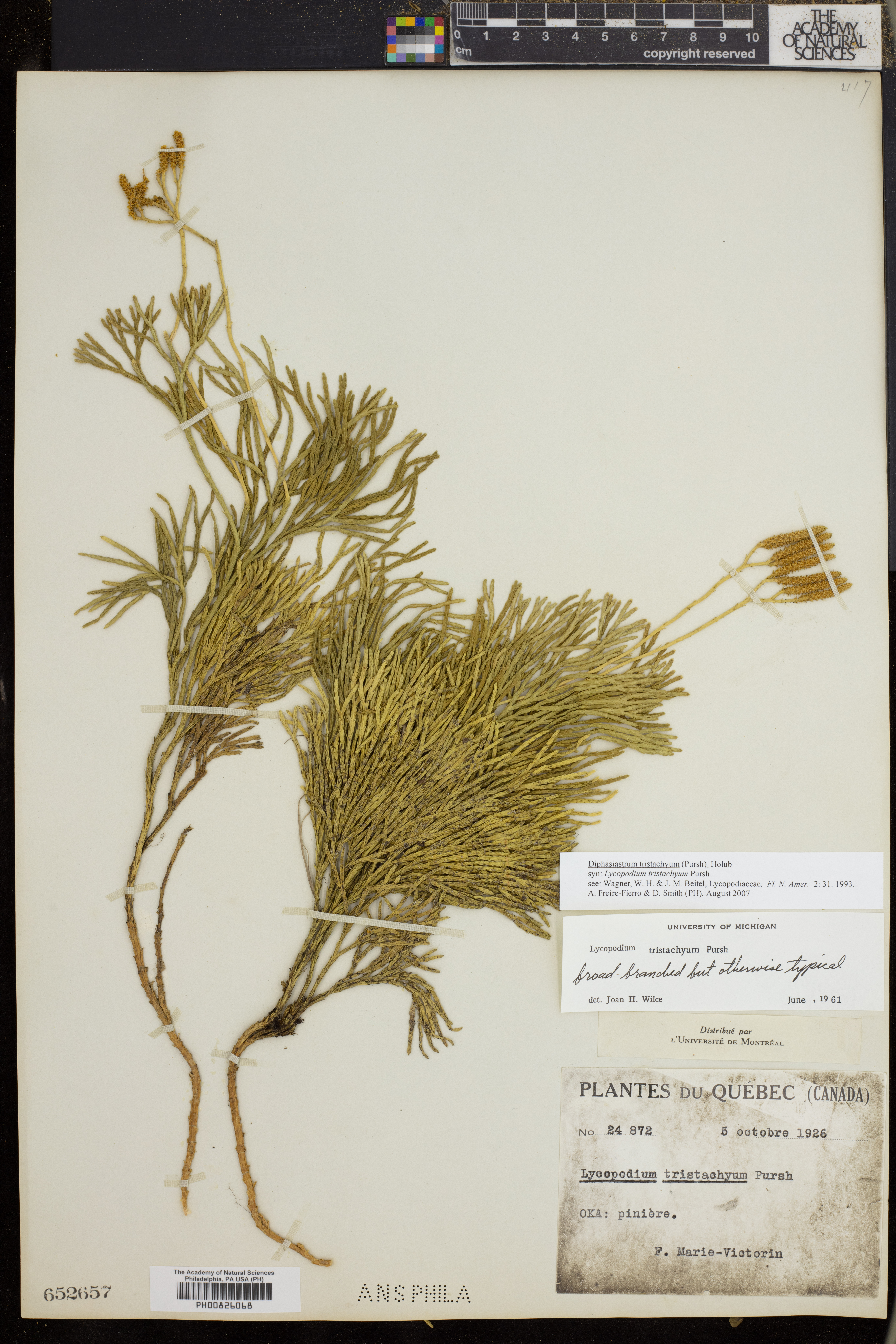 Diphasiastrum tristachyum image
