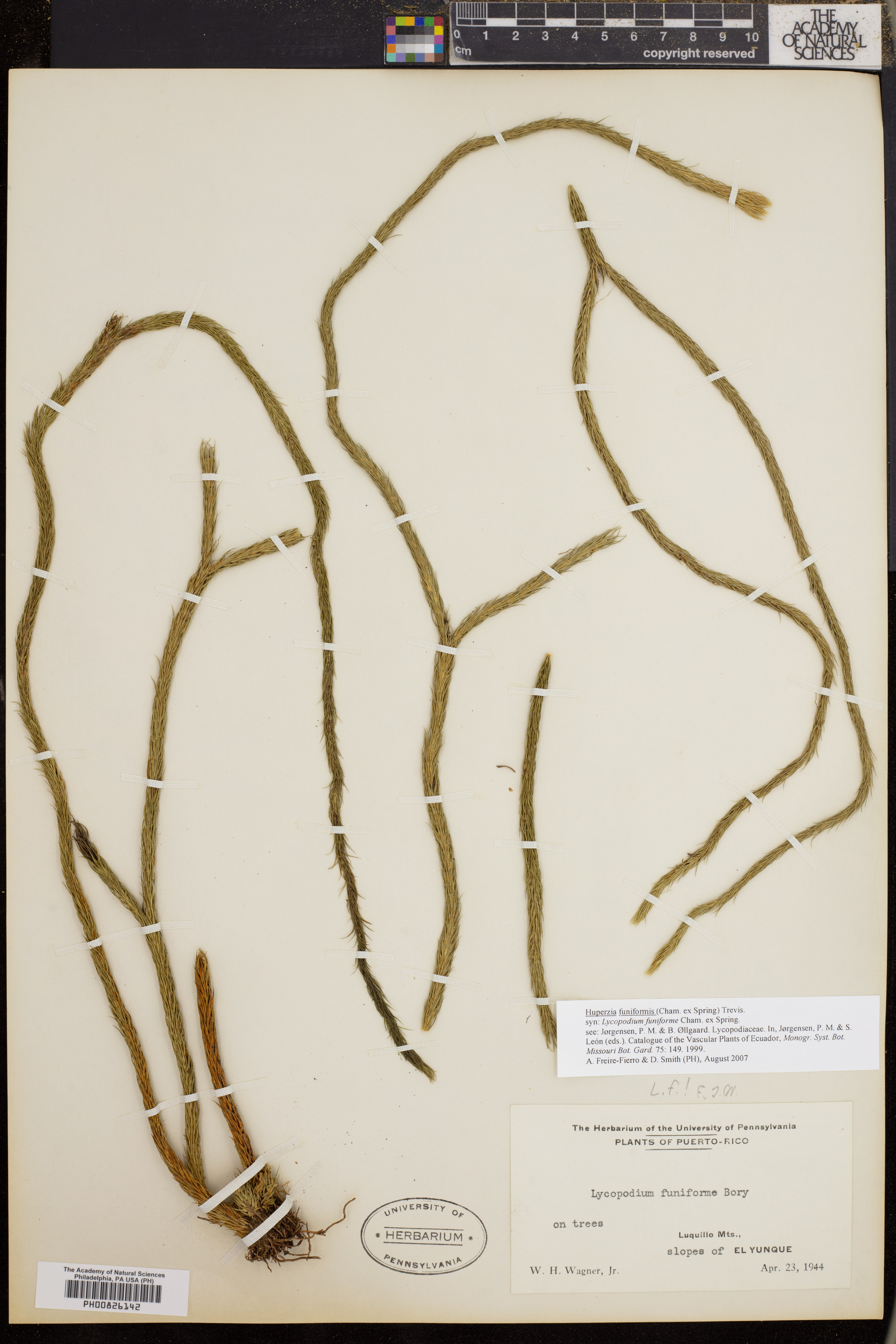 Huperzia funiformis image