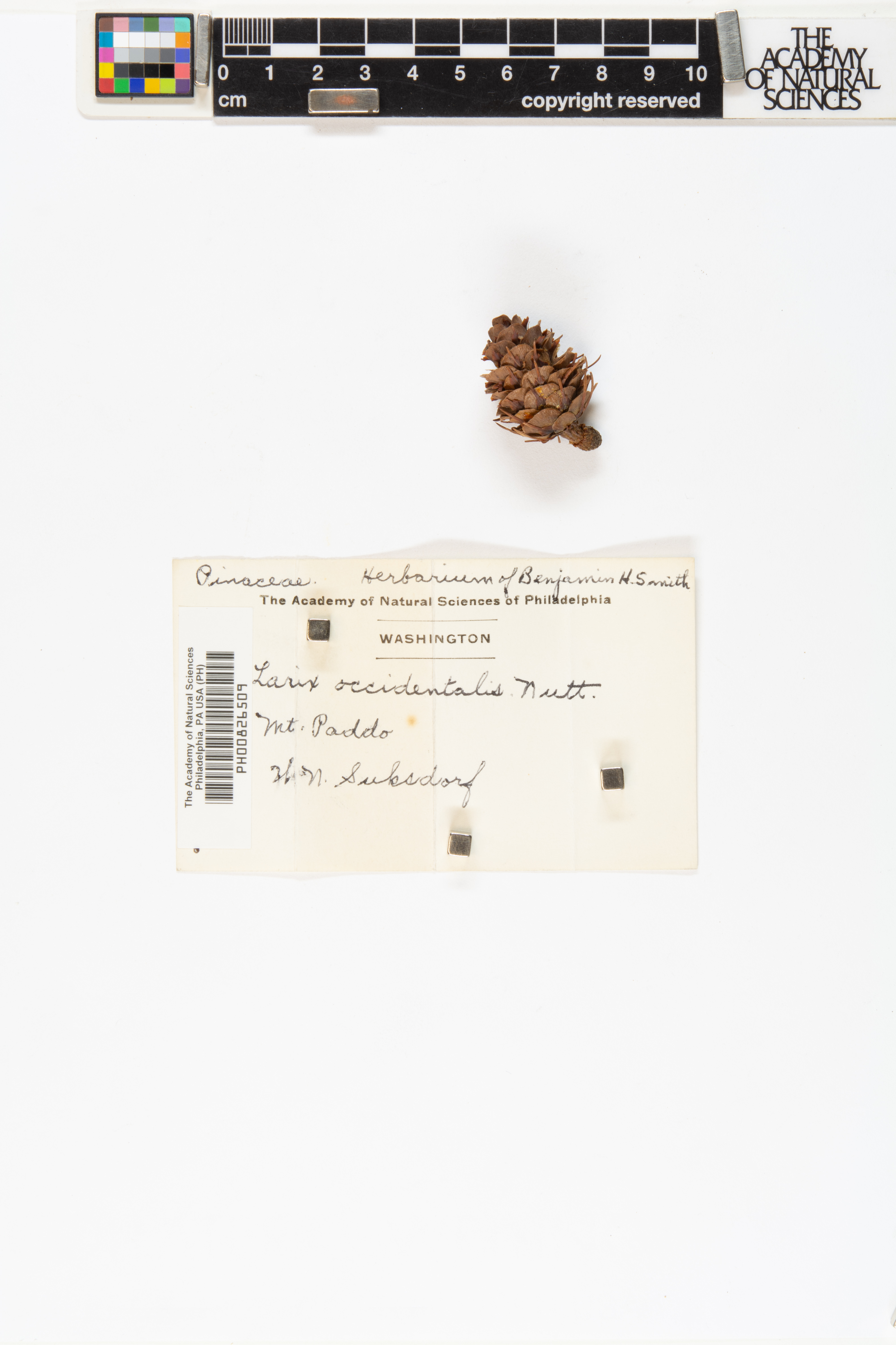 Larix occidentalis image