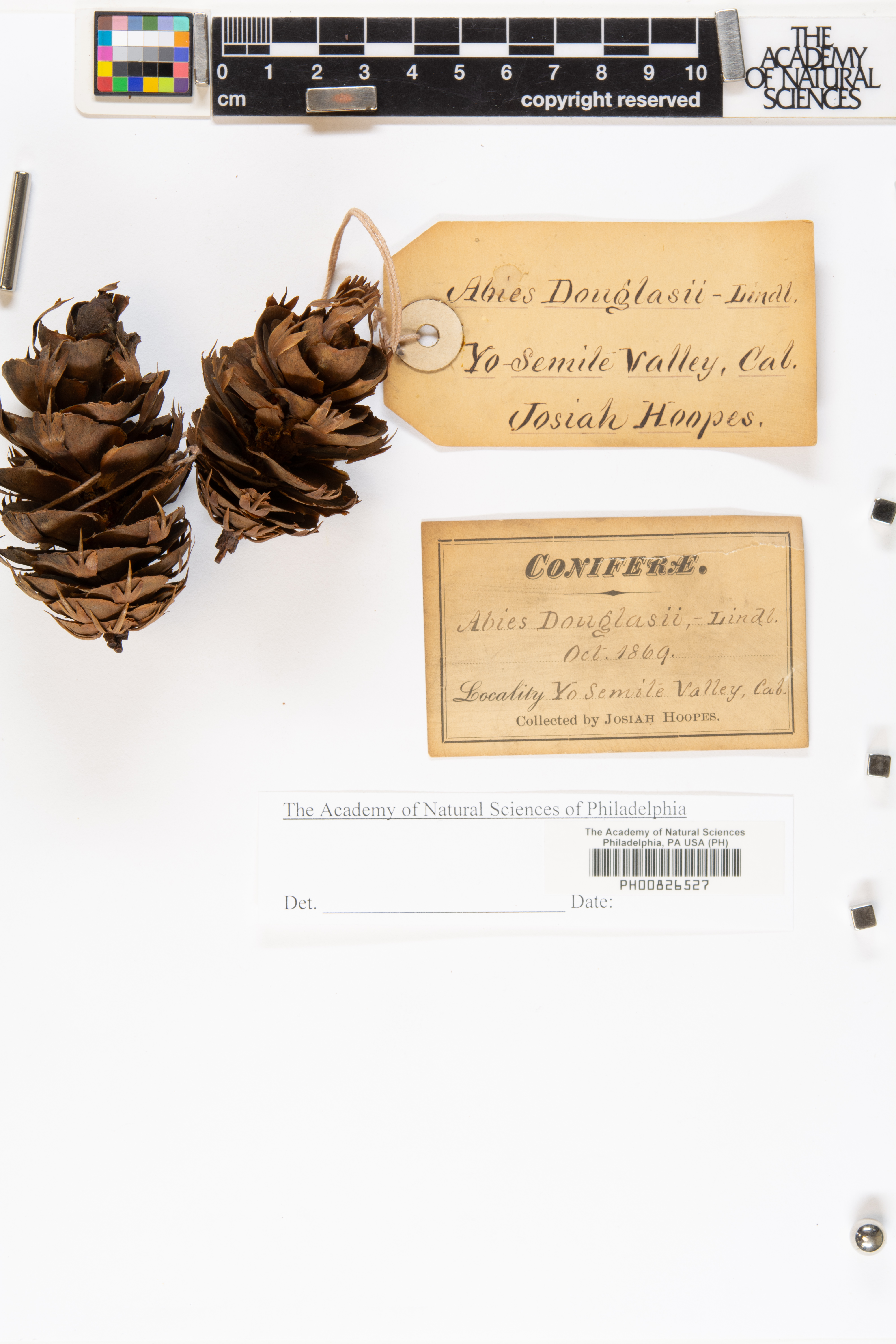 Abies douglassii image