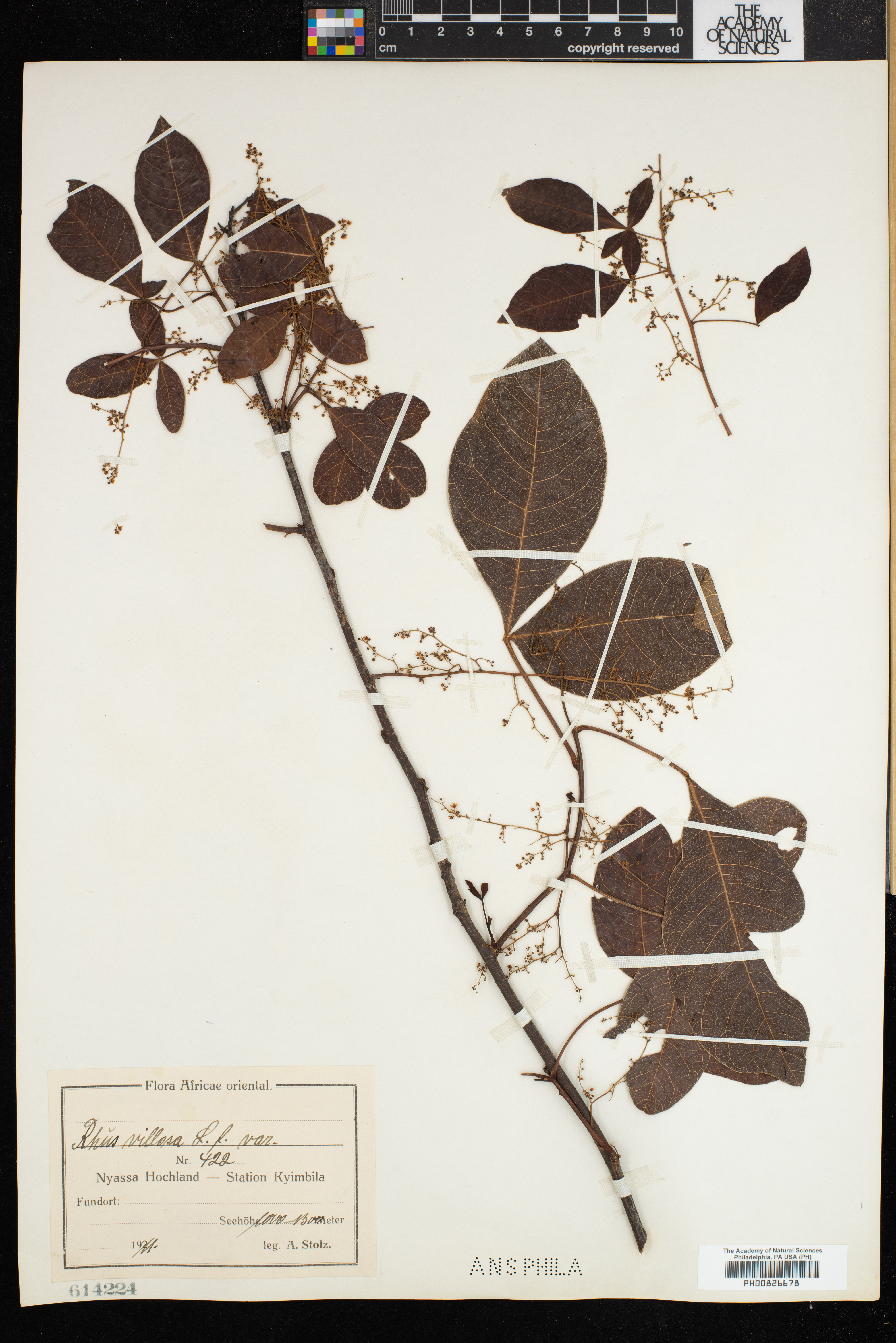 Searsia laevigata image