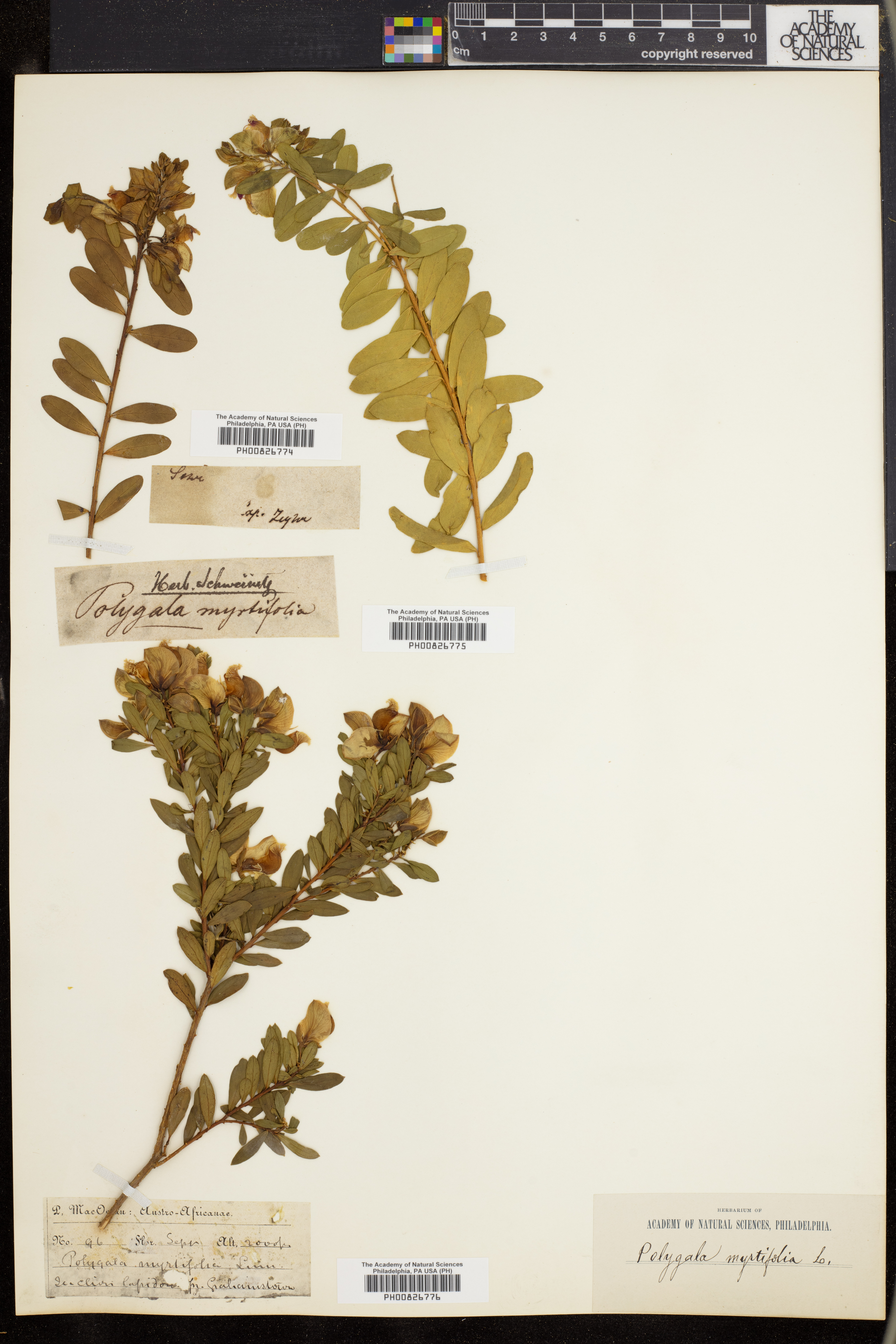 Polygala myrtifolia image