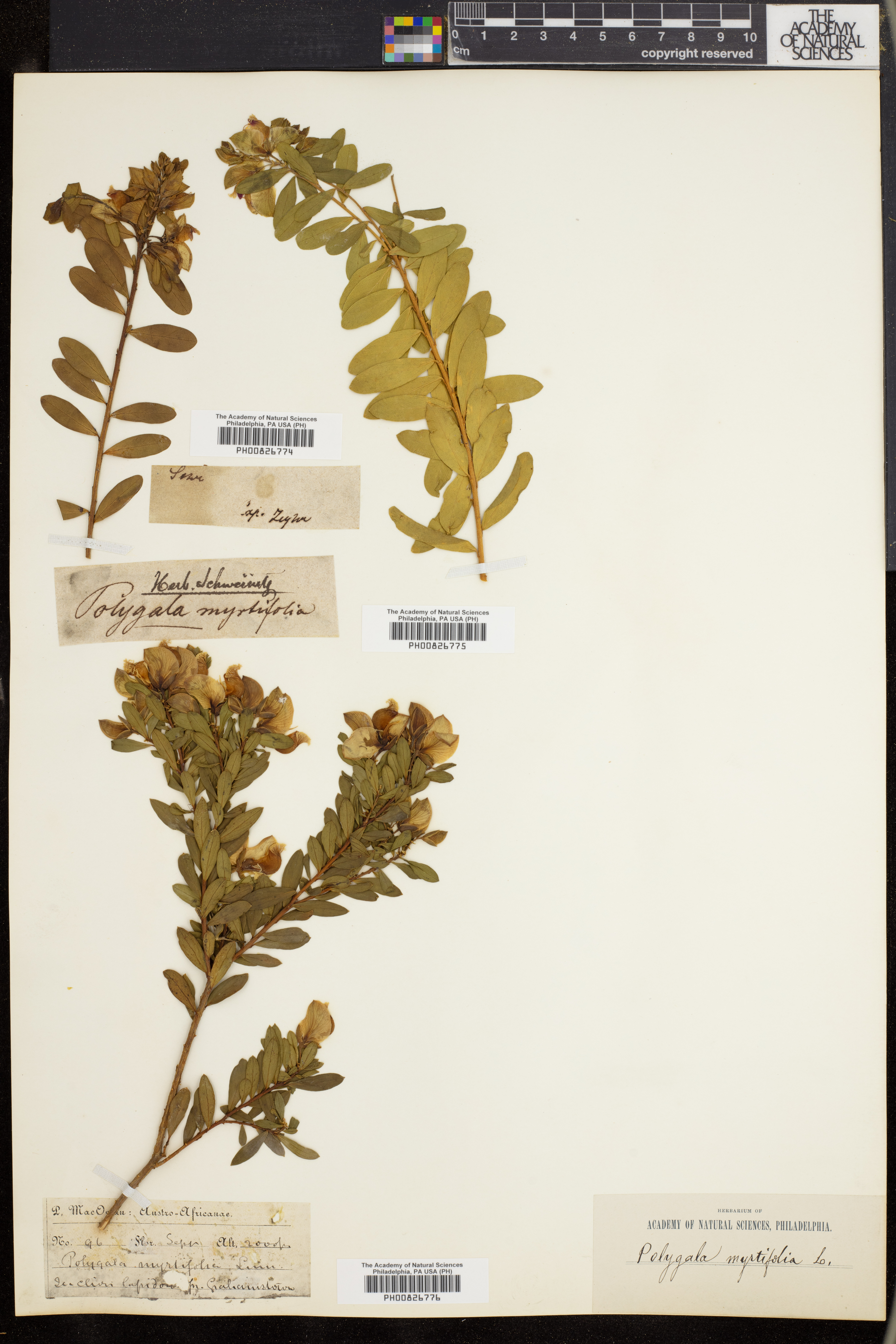 Polygala myrtifolia image