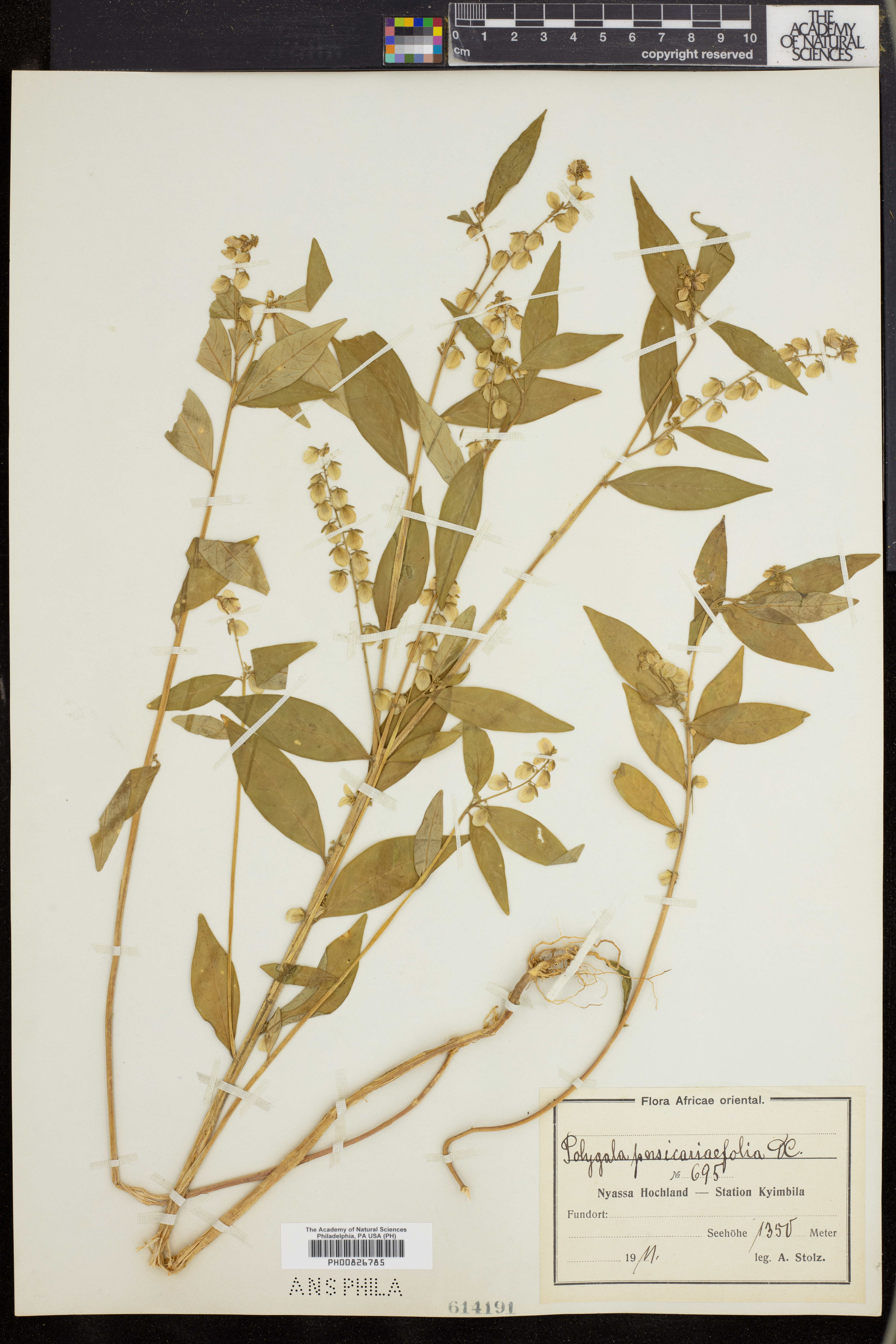 Polygala persicariifolia image