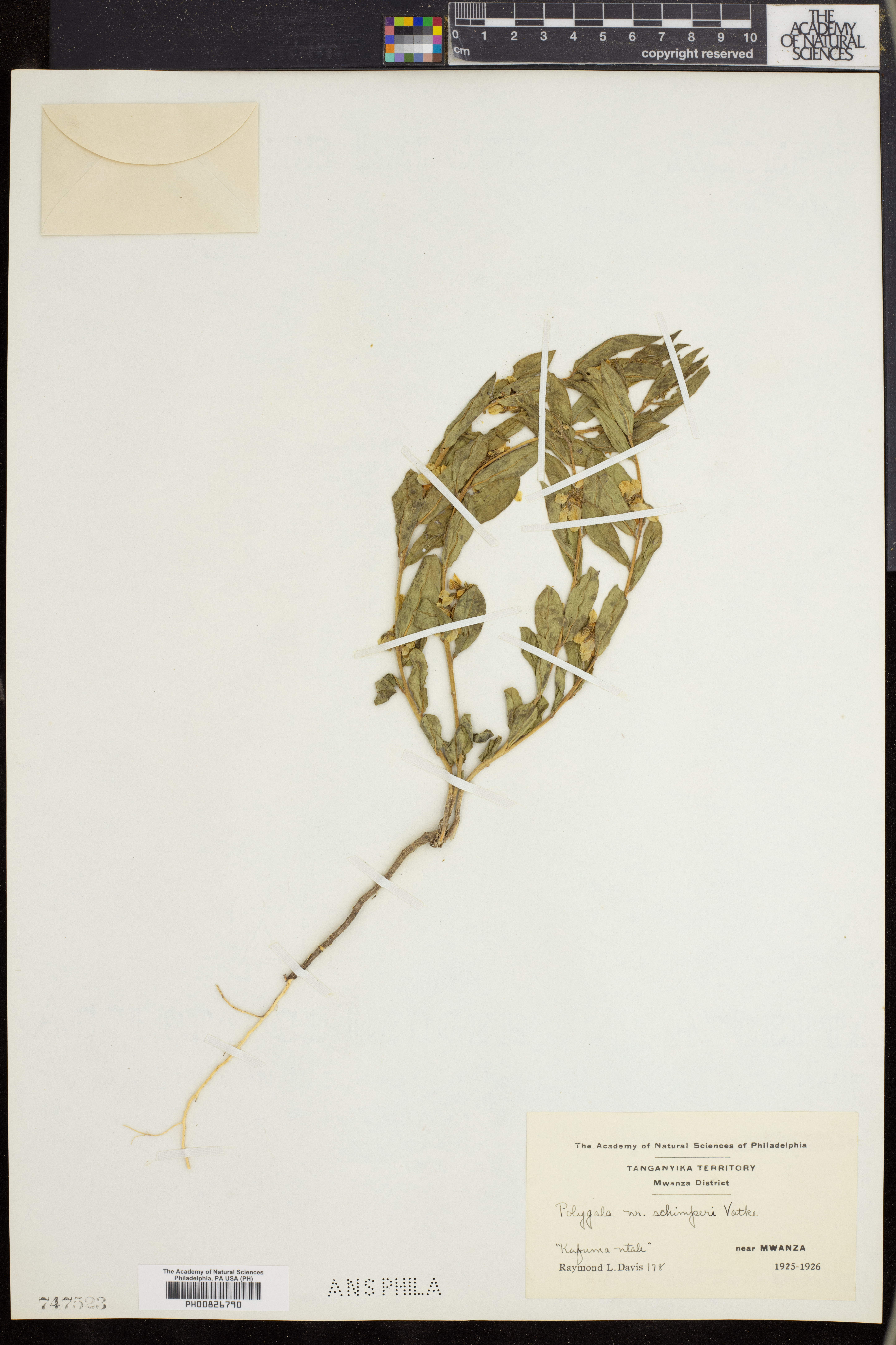 Polygala erioptera subsp. erioptera image