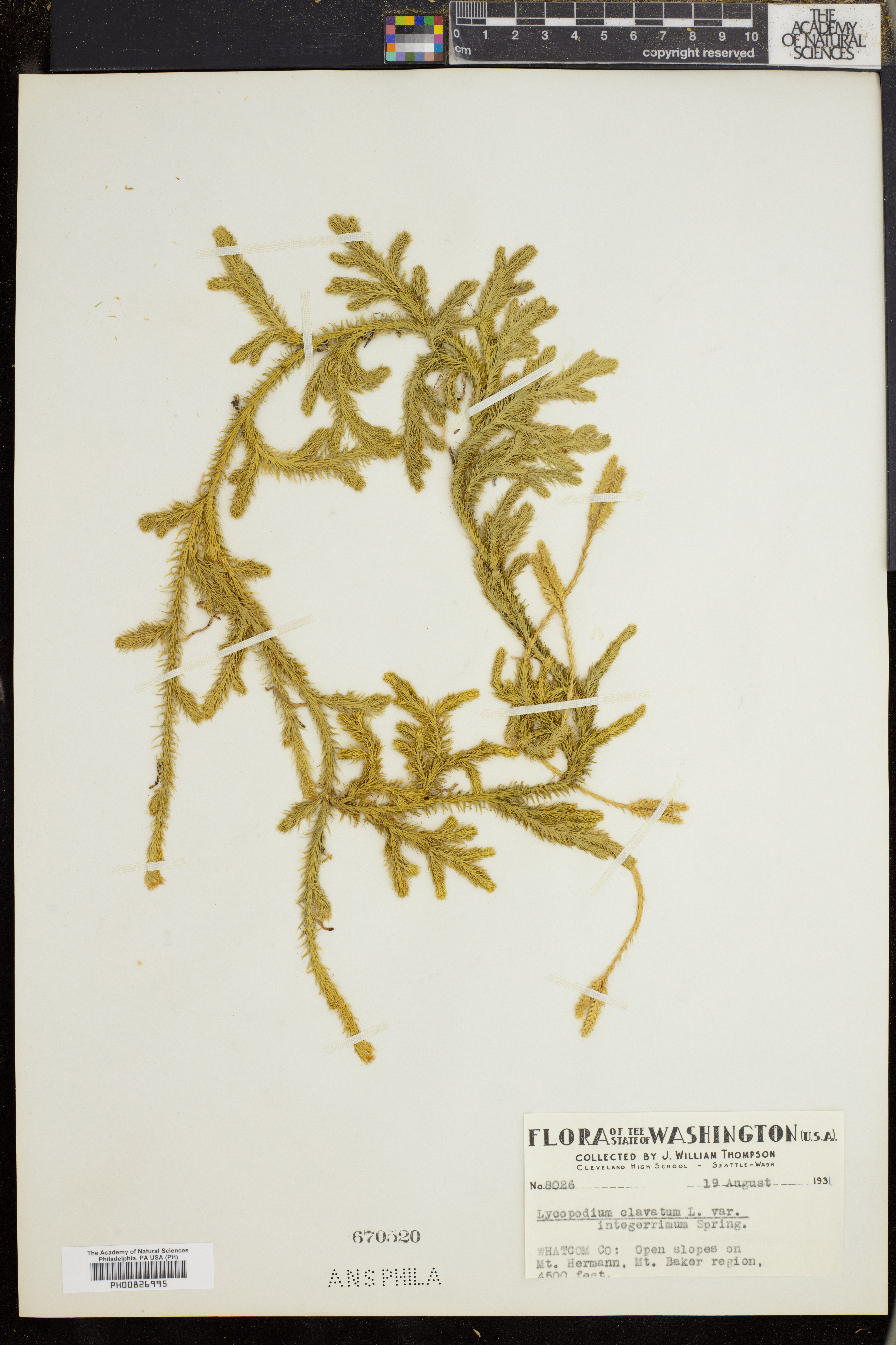 Lycopodium clavatum var. integerrimum image