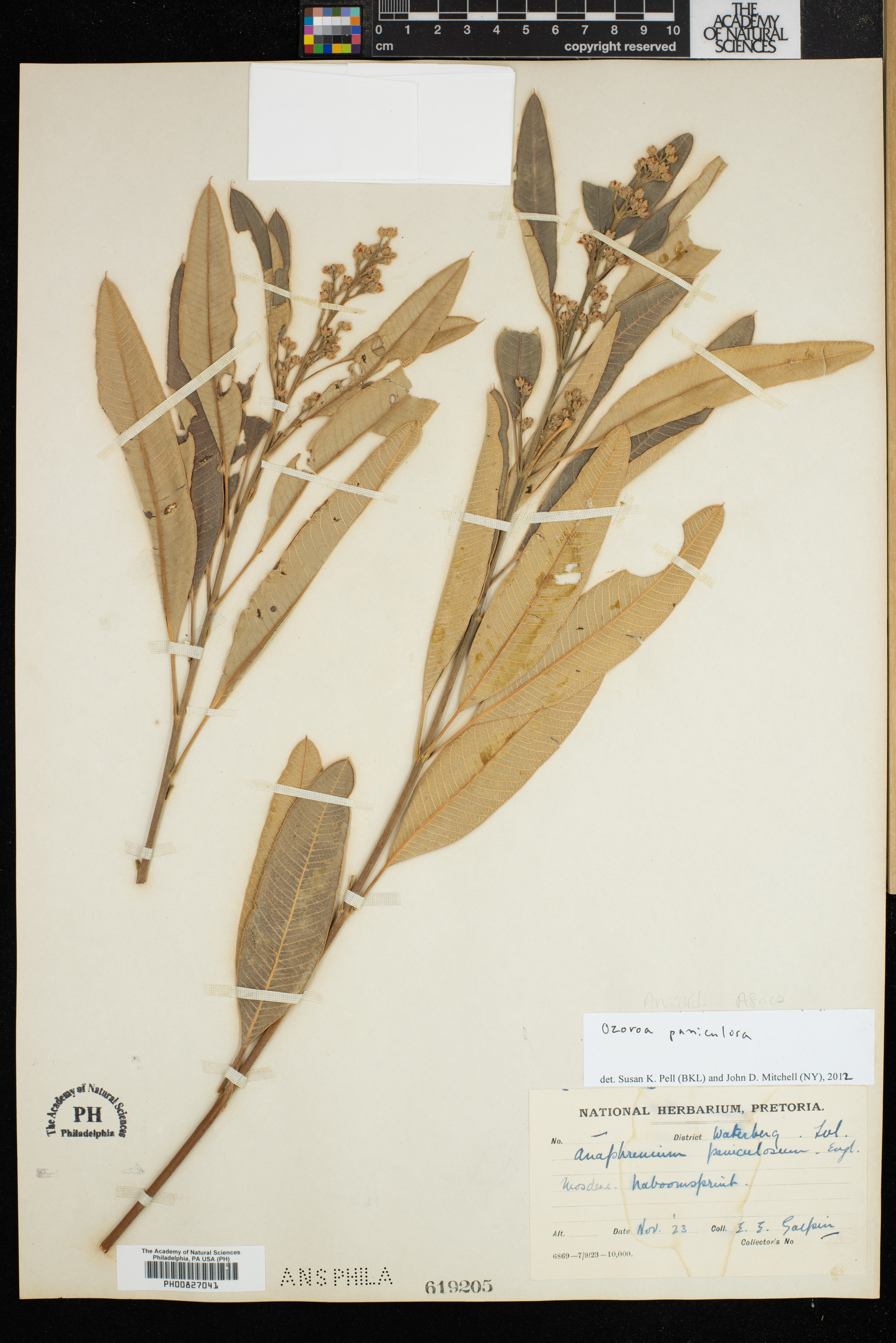 Ozoroa paniculosa image