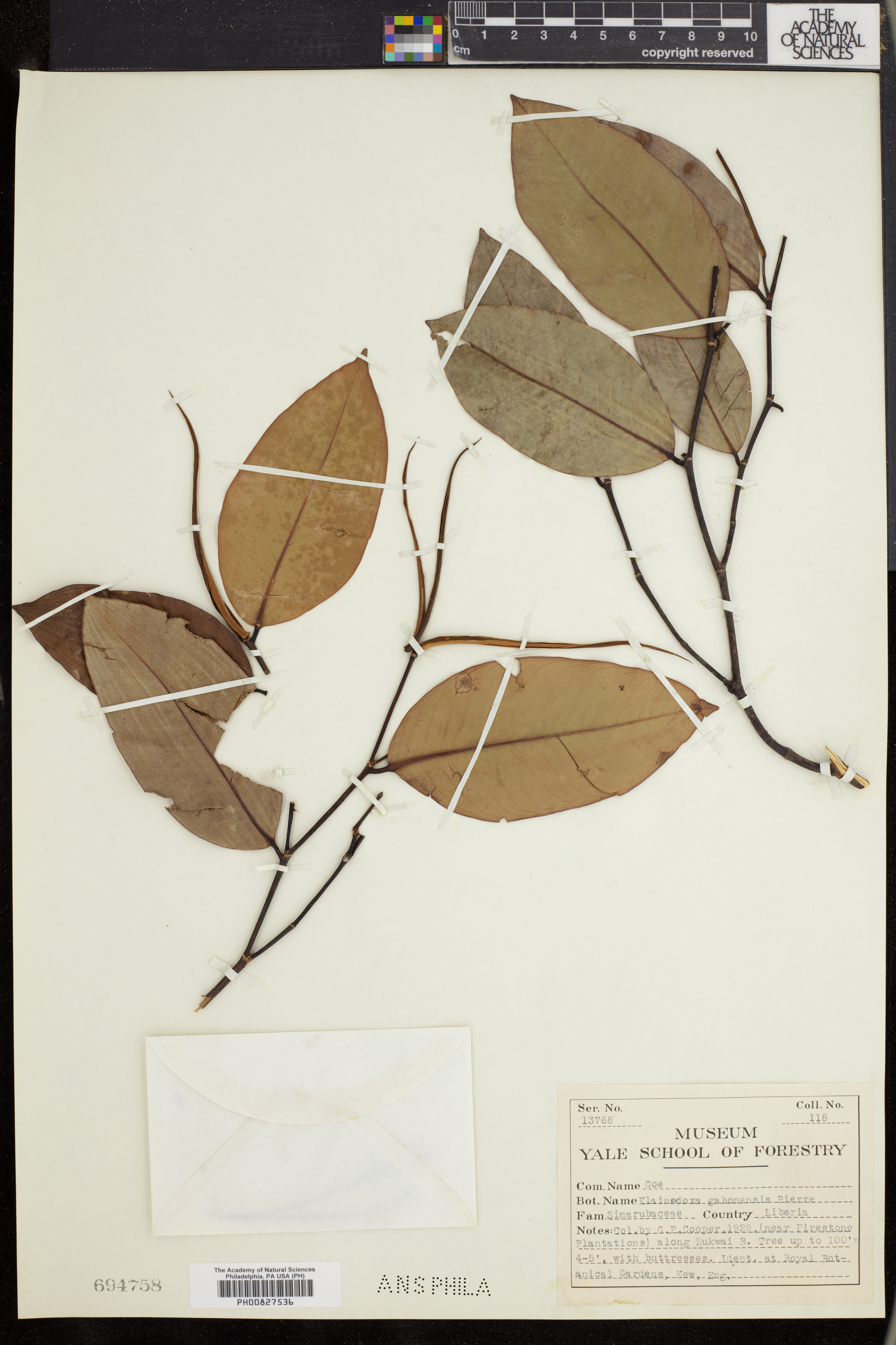 Klainedoxa gabonensis image