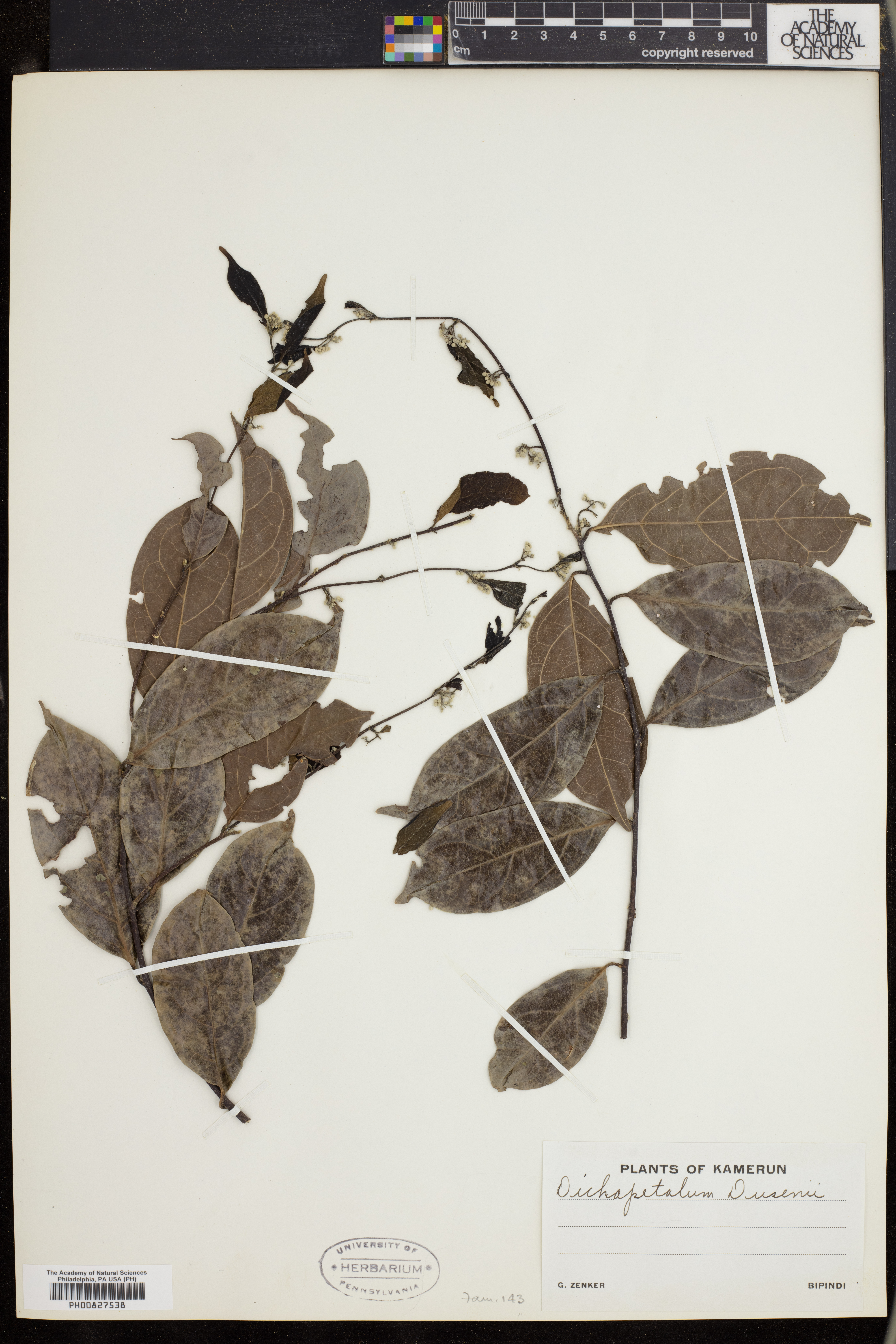 Dichapetalum affine image
