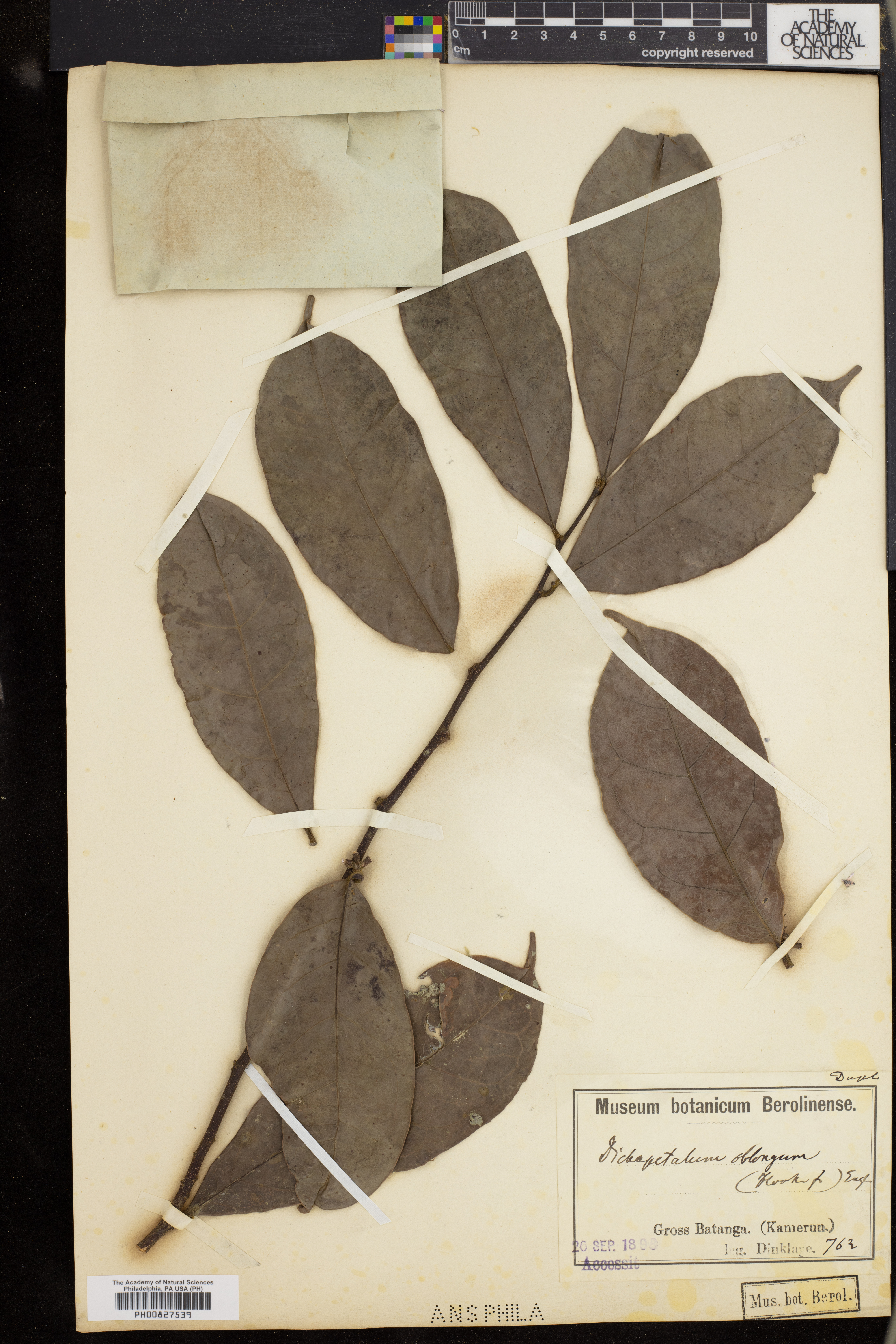 Dichapetalum oblongum image