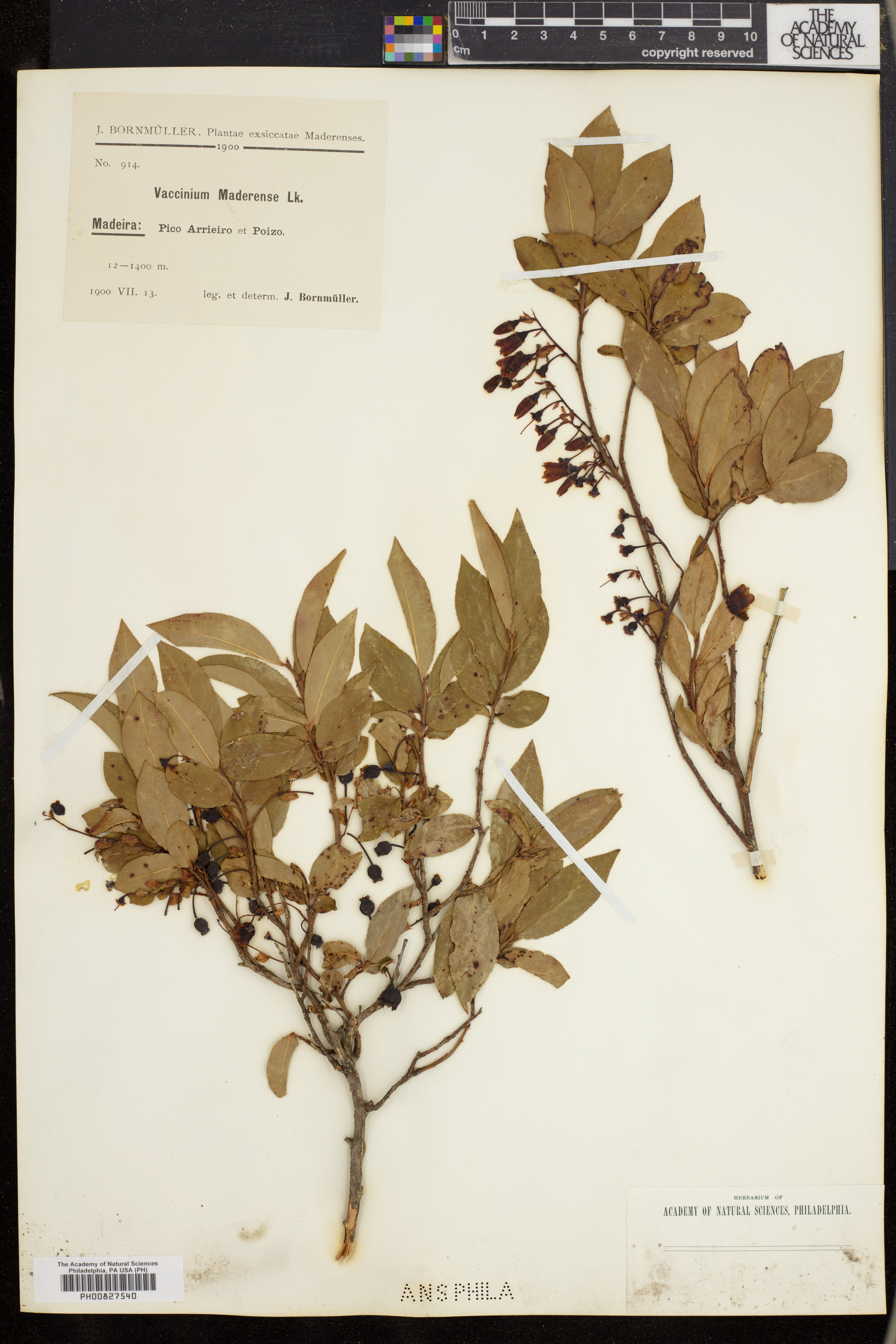 Vaccinium padifolium image
