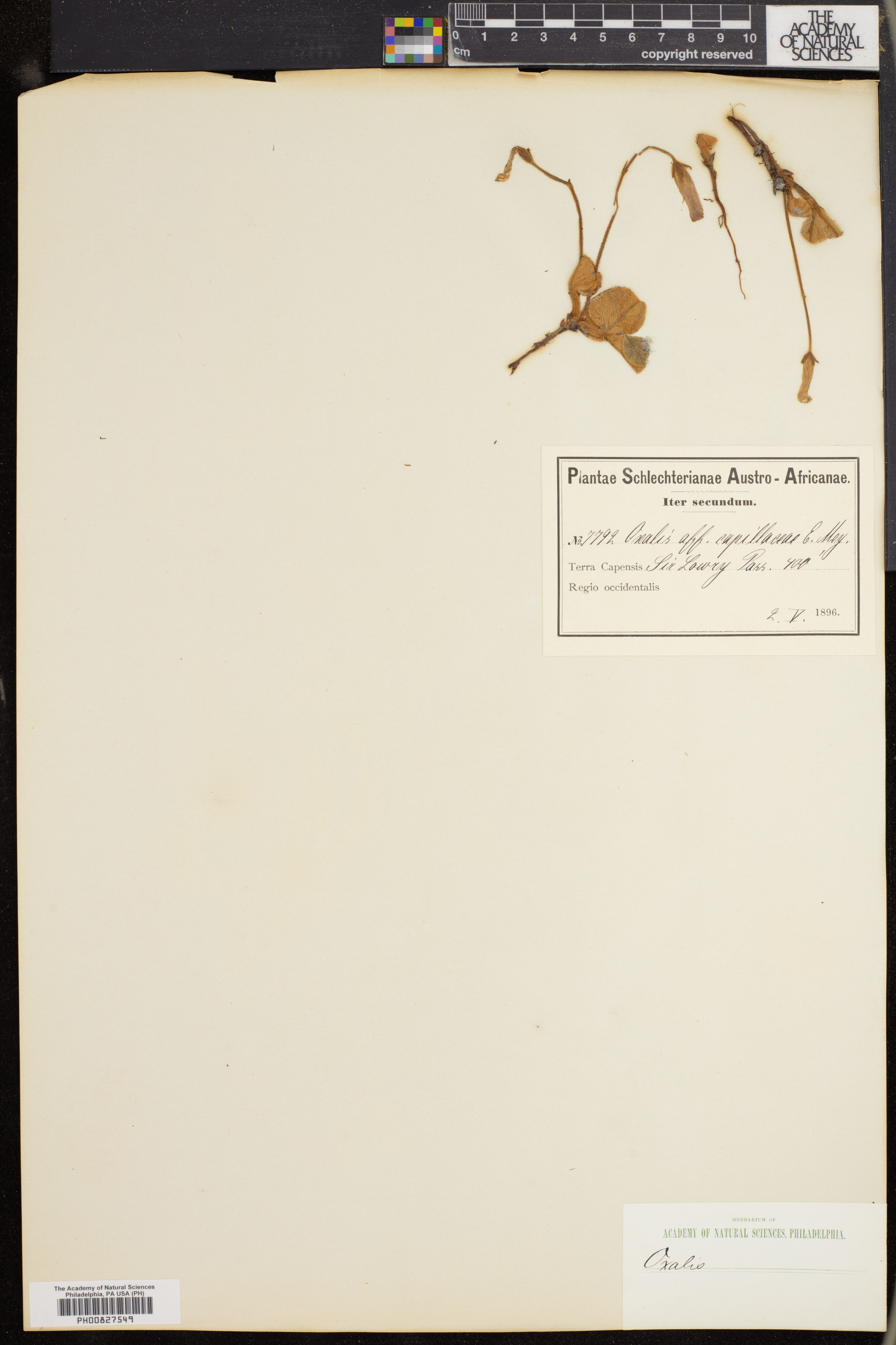 Oxalis capillacea image
