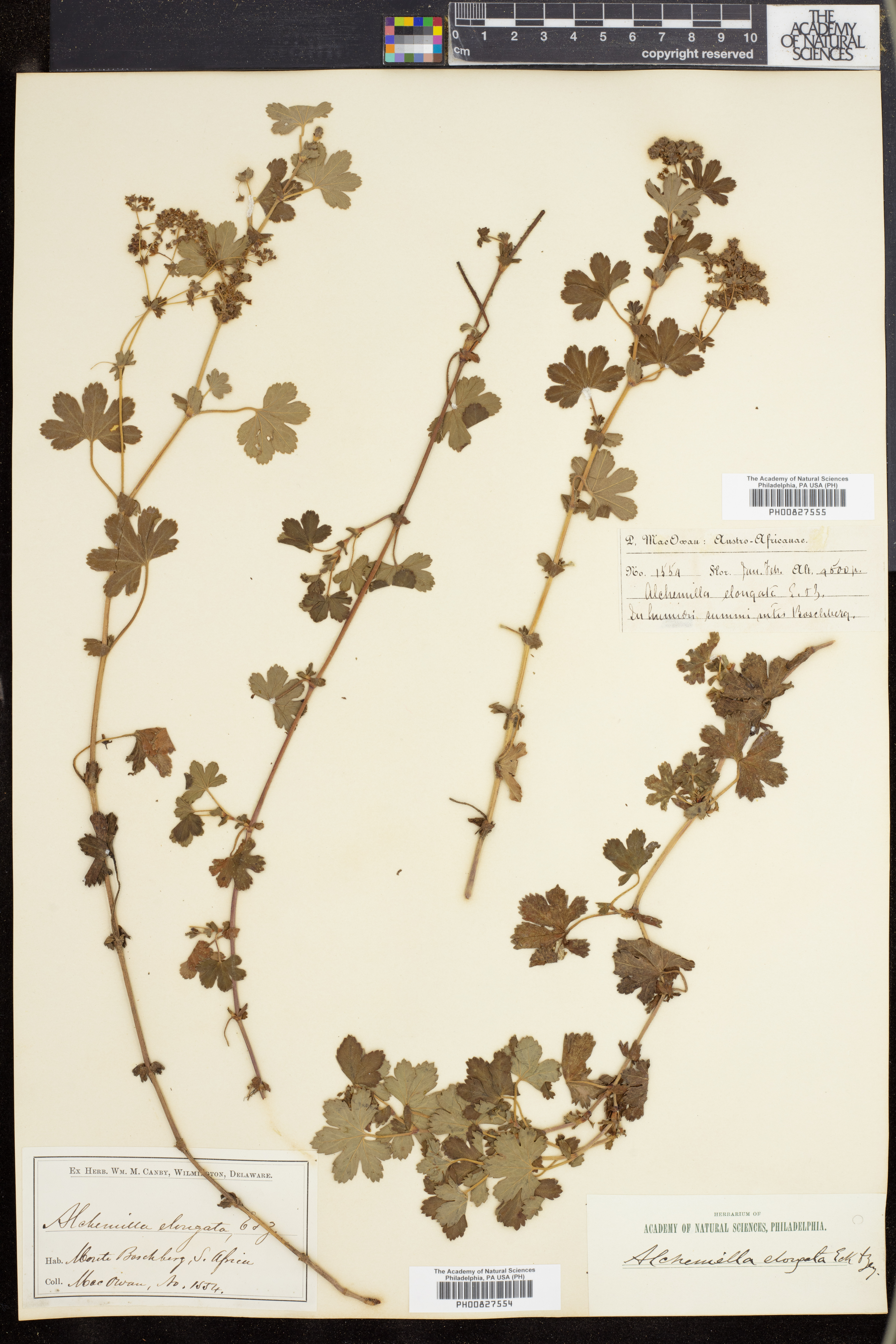 Alchemilla elongata image