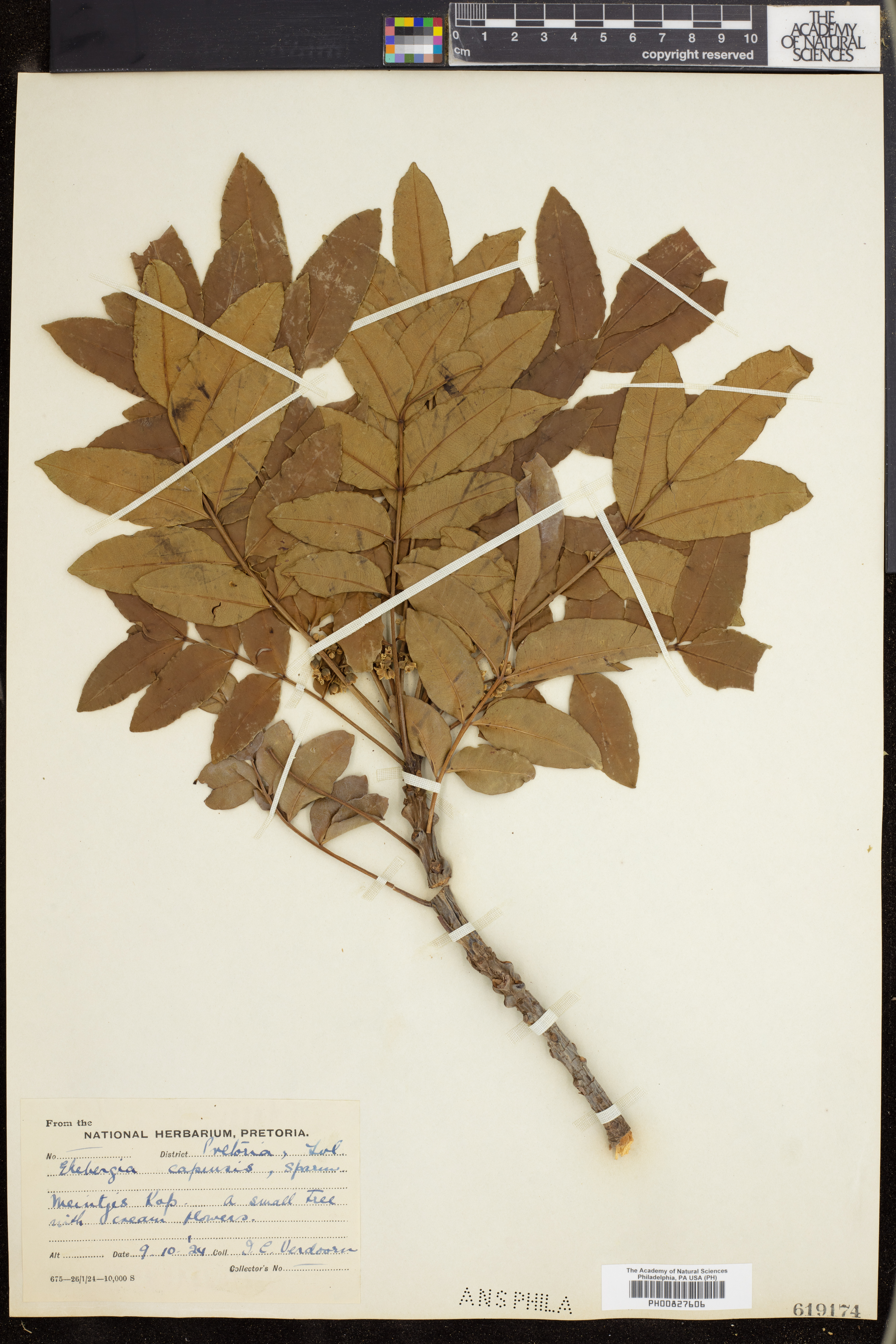 Ekebergia capensis image