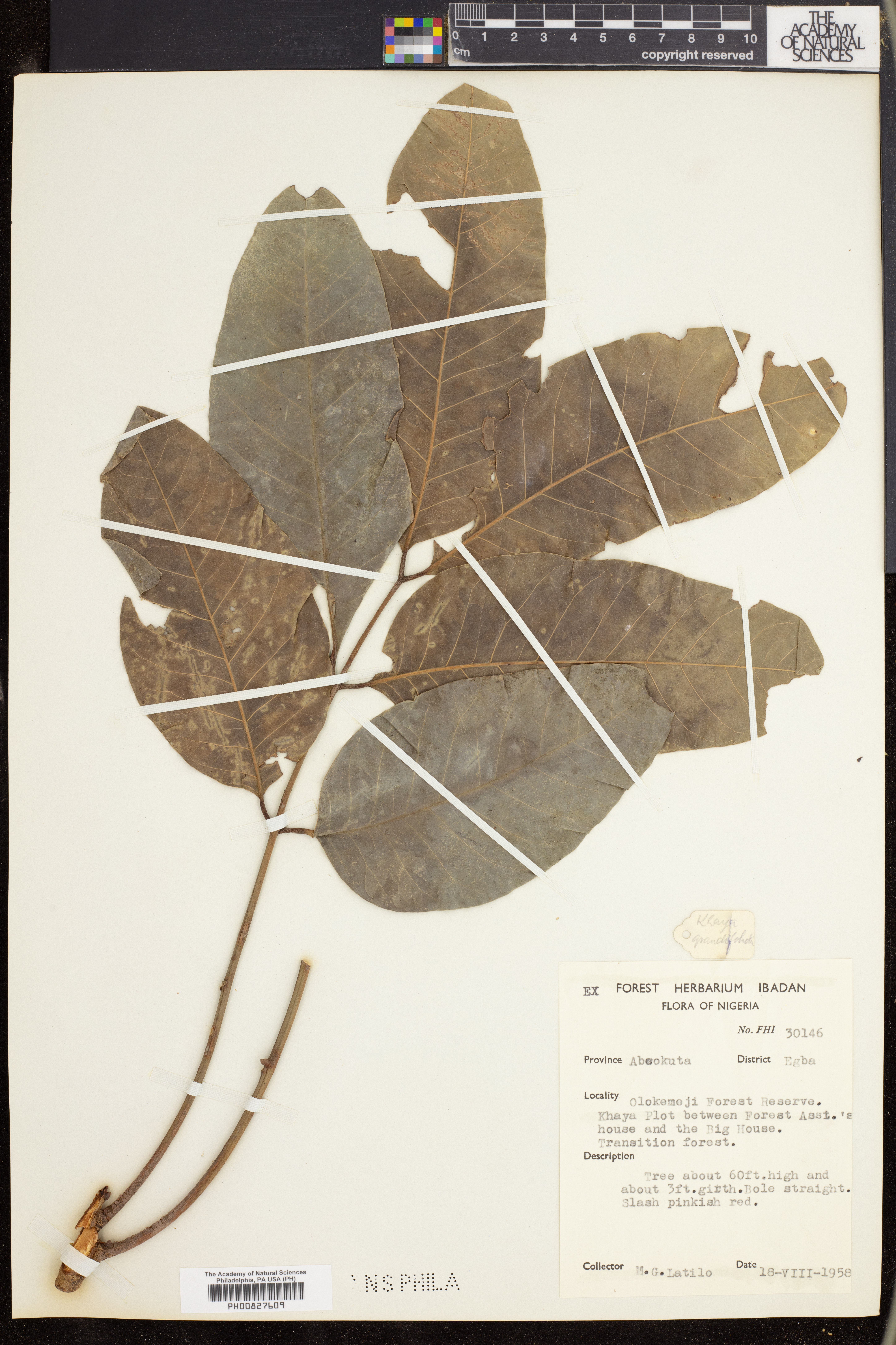 Khaya grandifoliola image