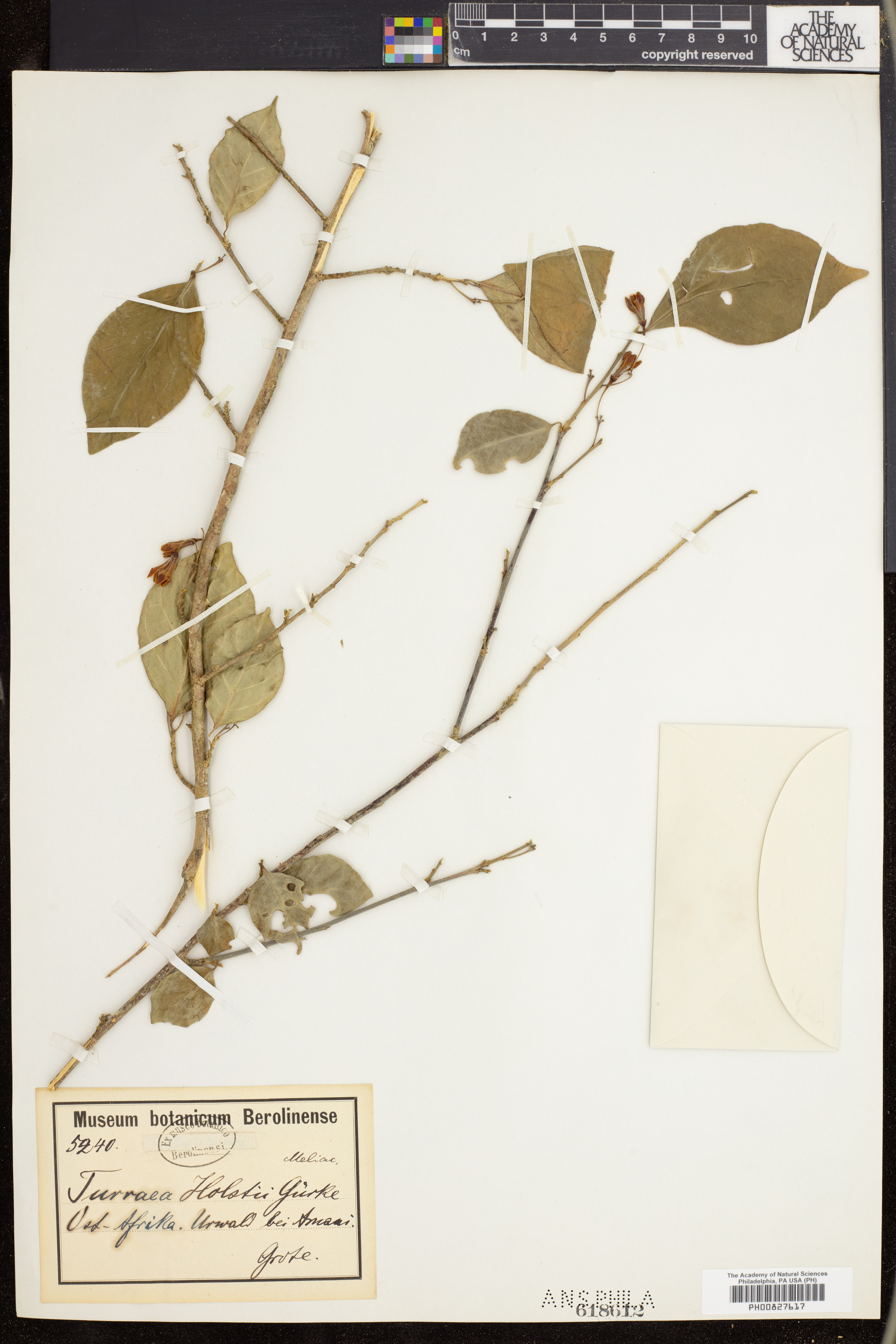 Turraea holstii image